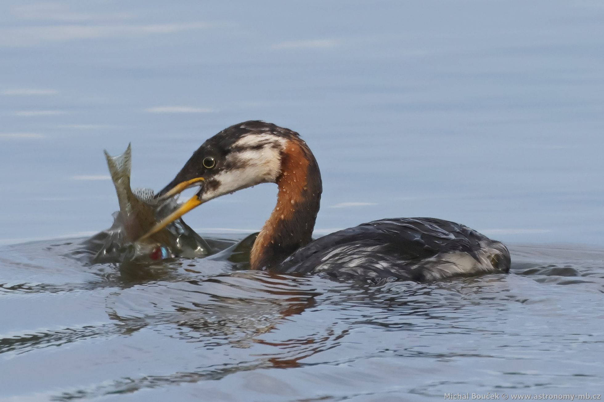 Potápka rudokrká (Podiceps griseigena) Potápka rudokrká (Podiceps griseigena)