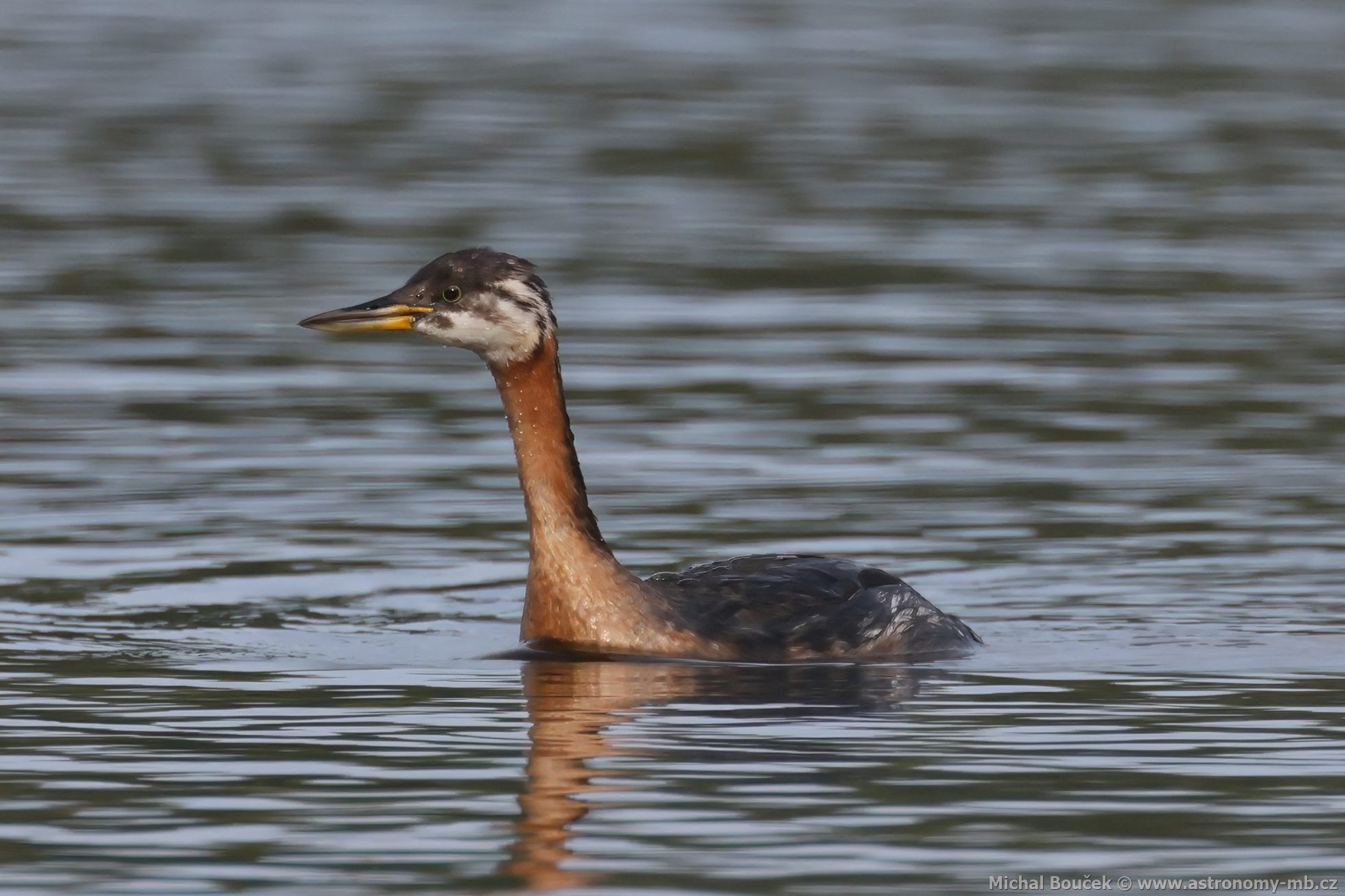 Potápka rudokrká (Podiceps griseigena) Potápka rudokrká (Podiceps griseigena)