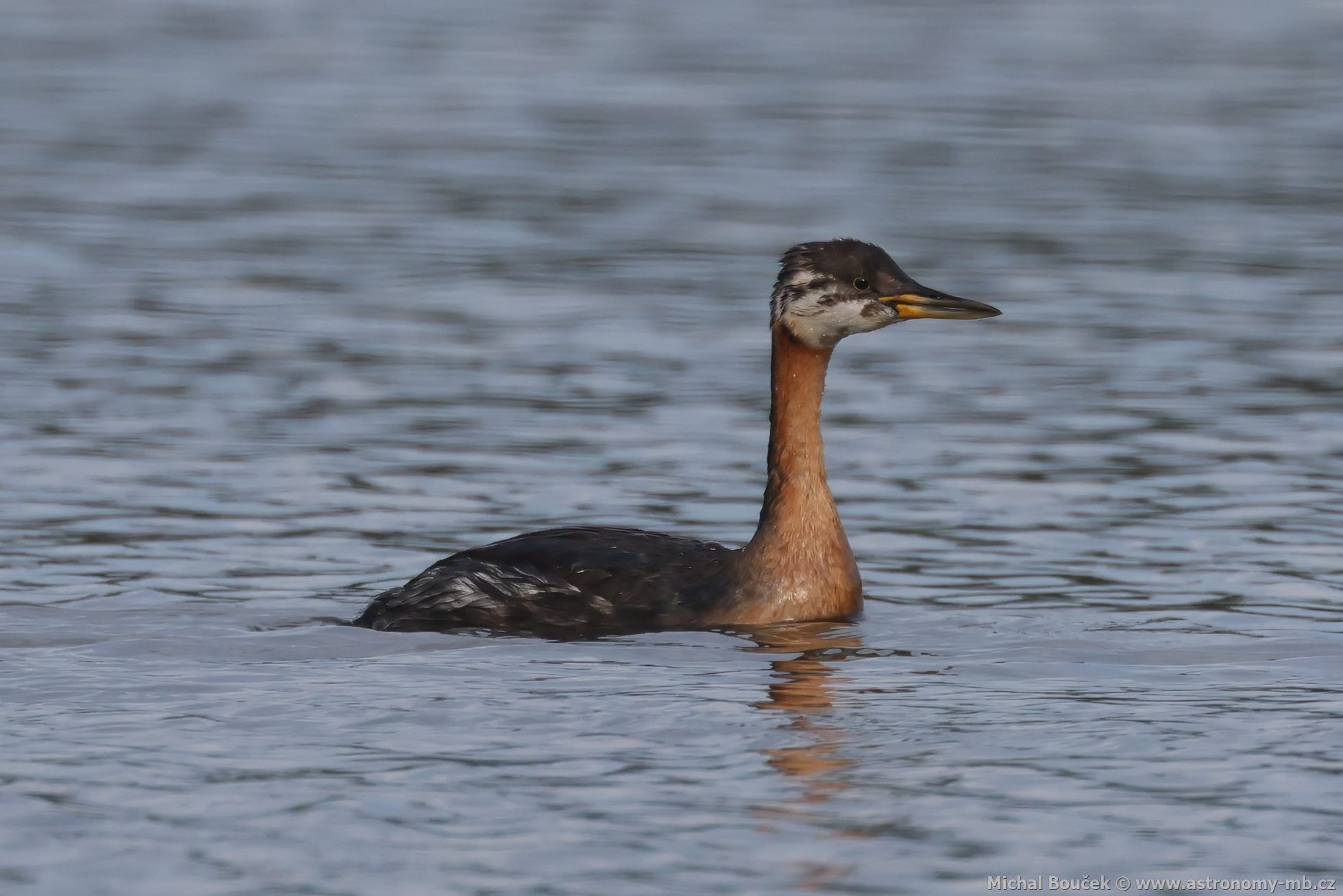 Potápka rudokrká (Podiceps griseigena) Potápka rudokrká (Podiceps griseigena)
