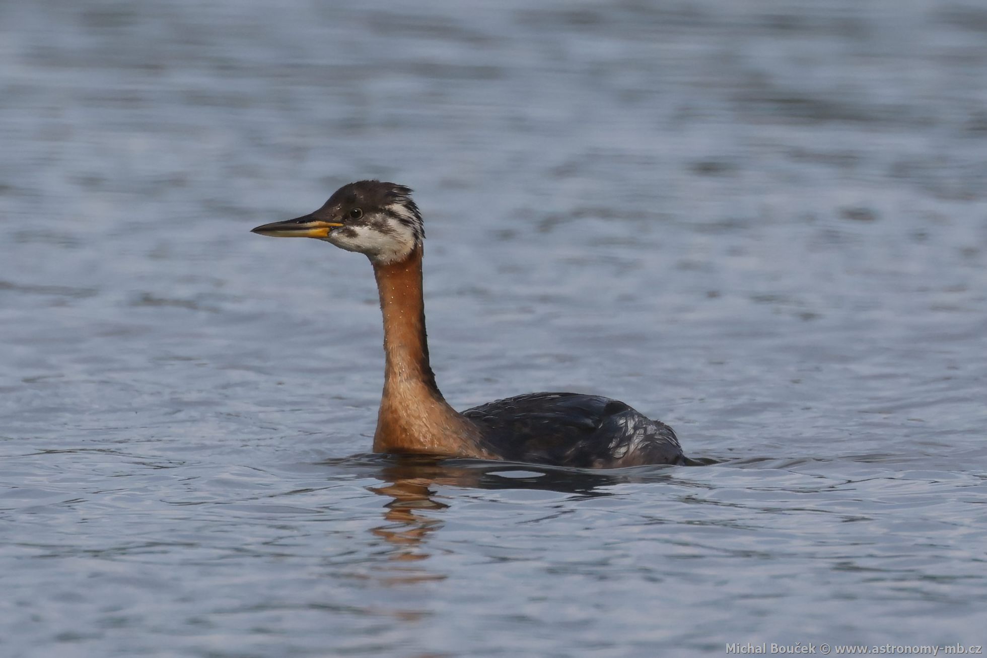 Potápka rudokrká (Podiceps griseigena) Potápka rudokrká (Podiceps griseigena)