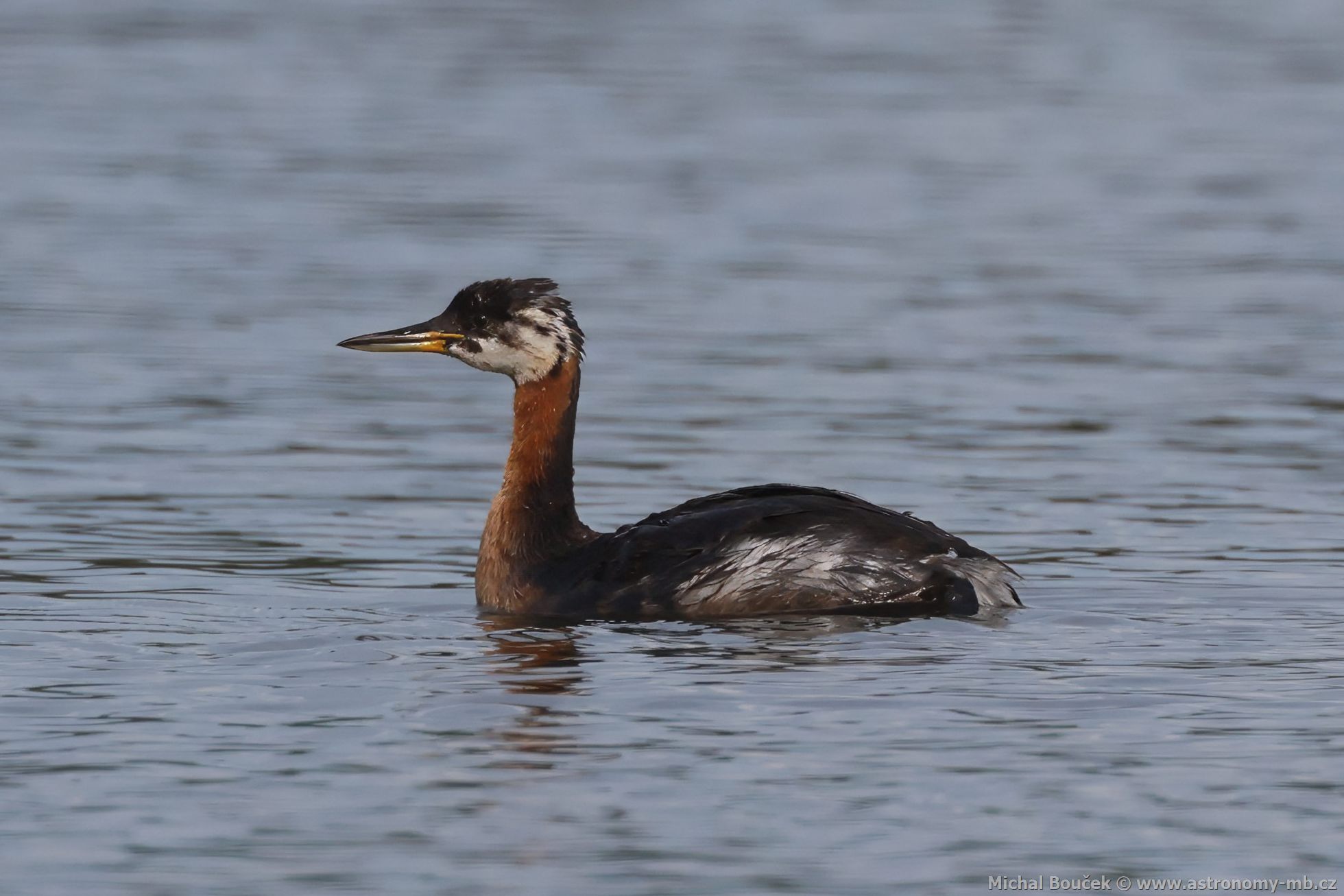 Potápka rudokrká (Podiceps griseigena) Potápka rudokrká (Podiceps griseigena)