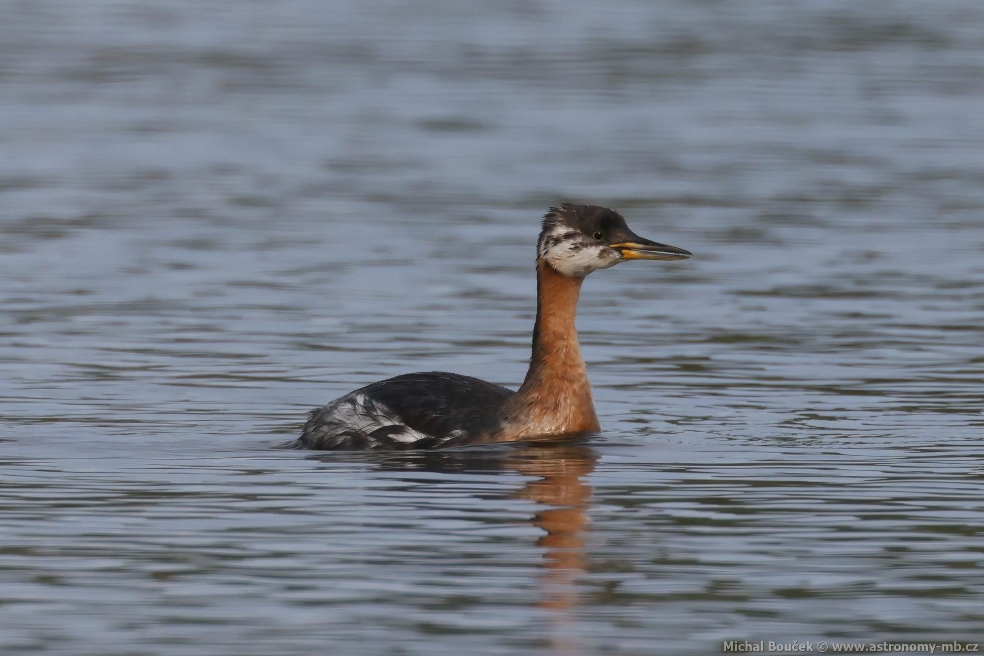Potápka rudokrká (Podiceps griseigena) Potápka rudokrká (Podiceps griseigena)