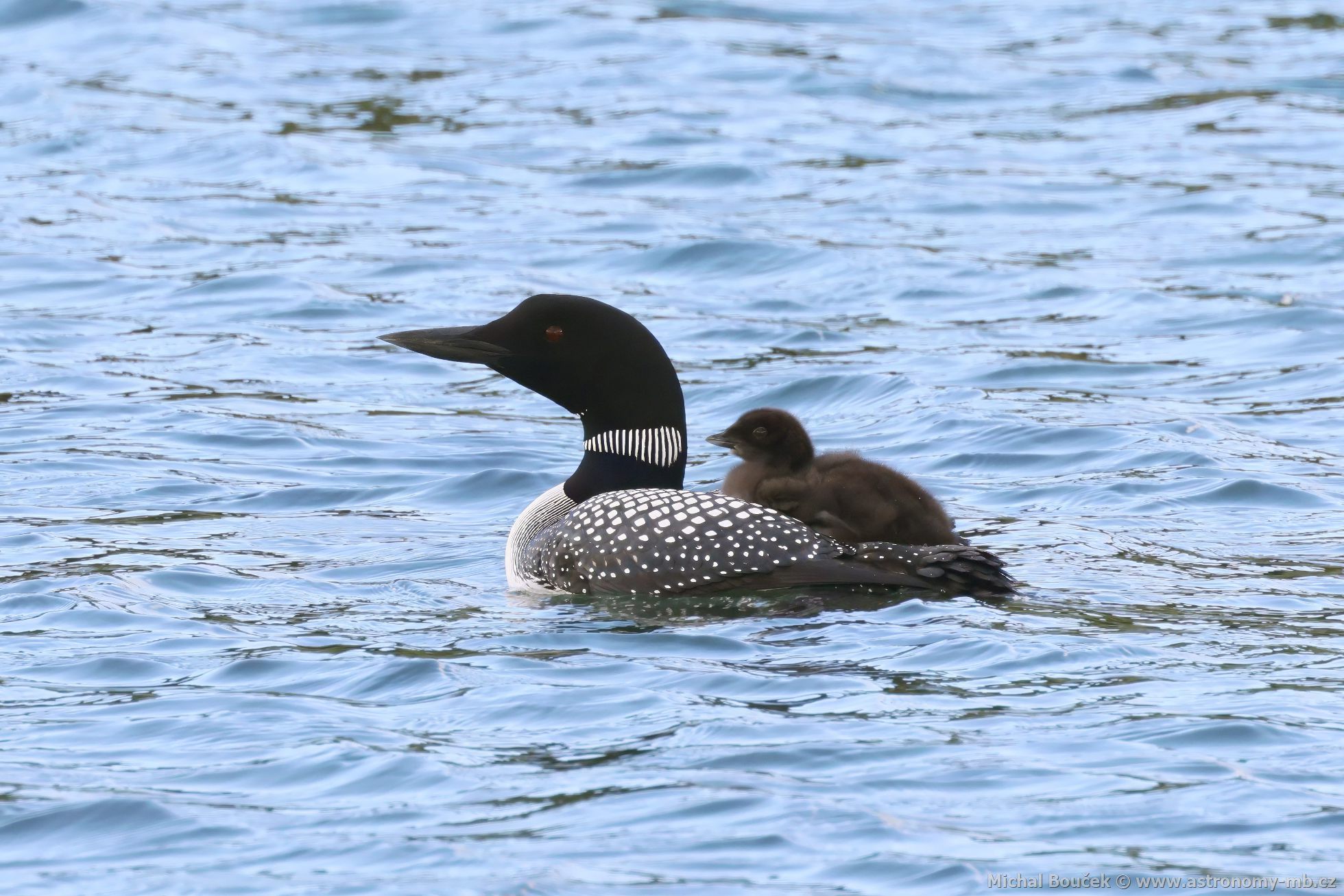 Potáplice severní (Gavia arctica)