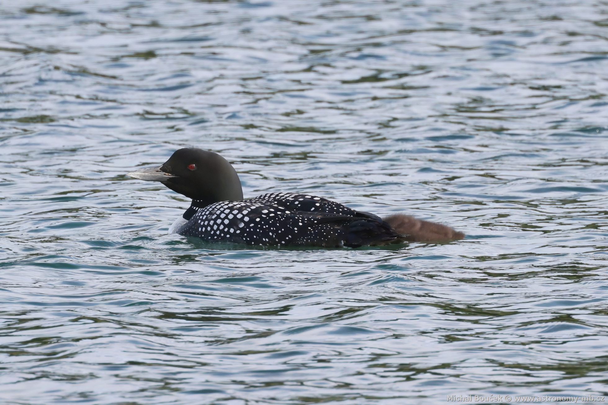 Potáplice severní (Gavia arctica)