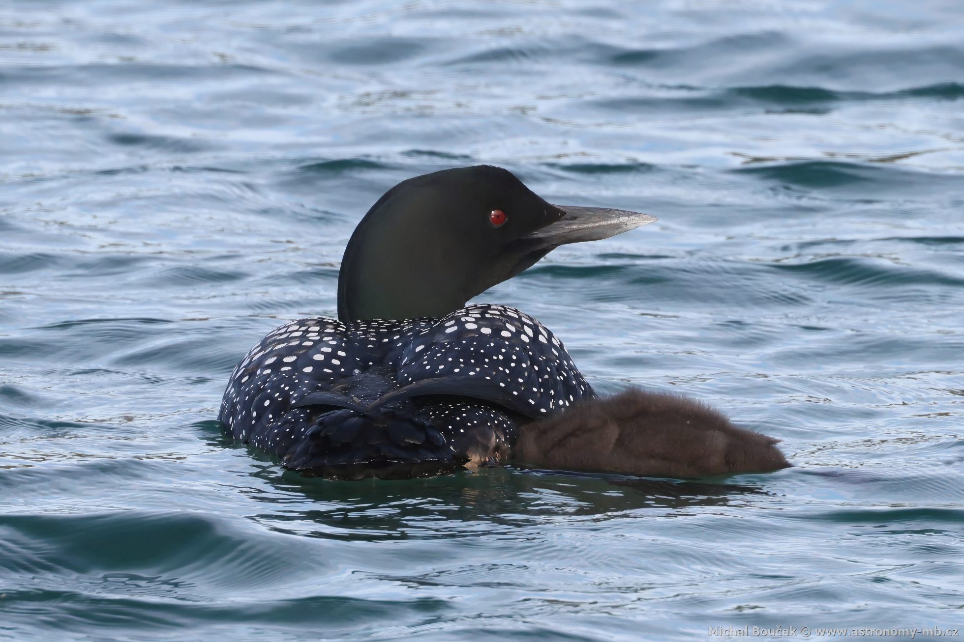 Potáplice severní (Gavia arctica)