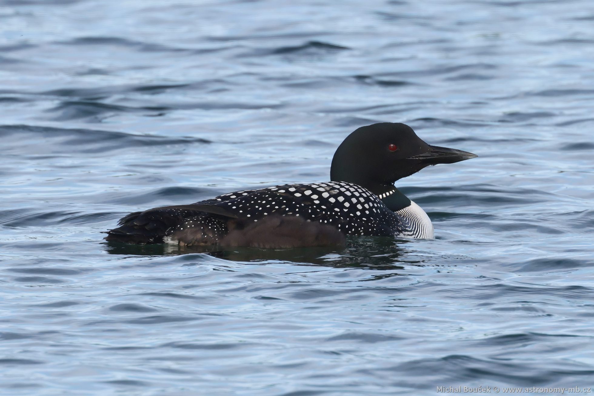 Potáplice severní (Gavia arctica)