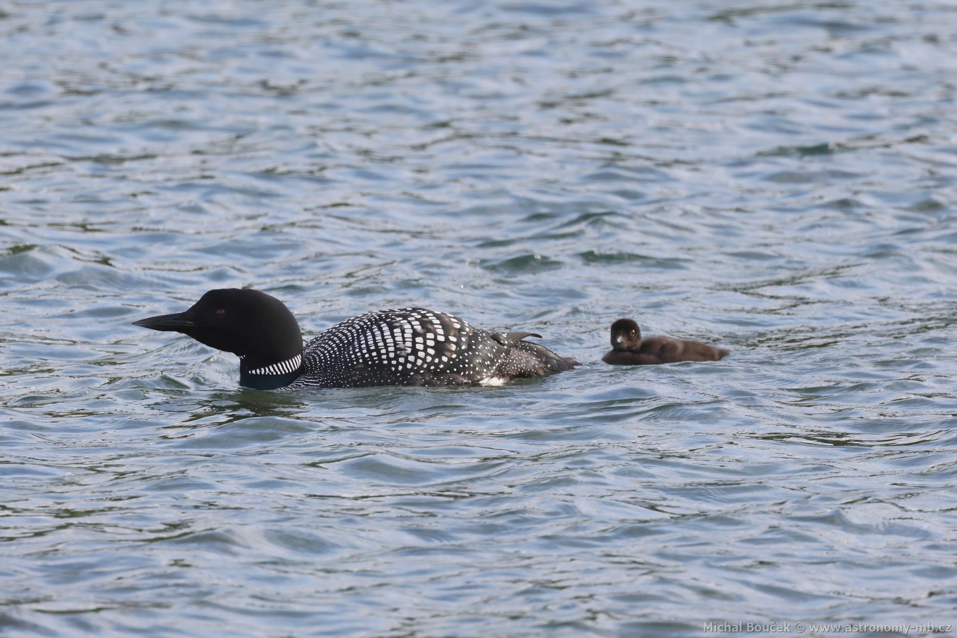 Potáplice severní (Gavia arctica)