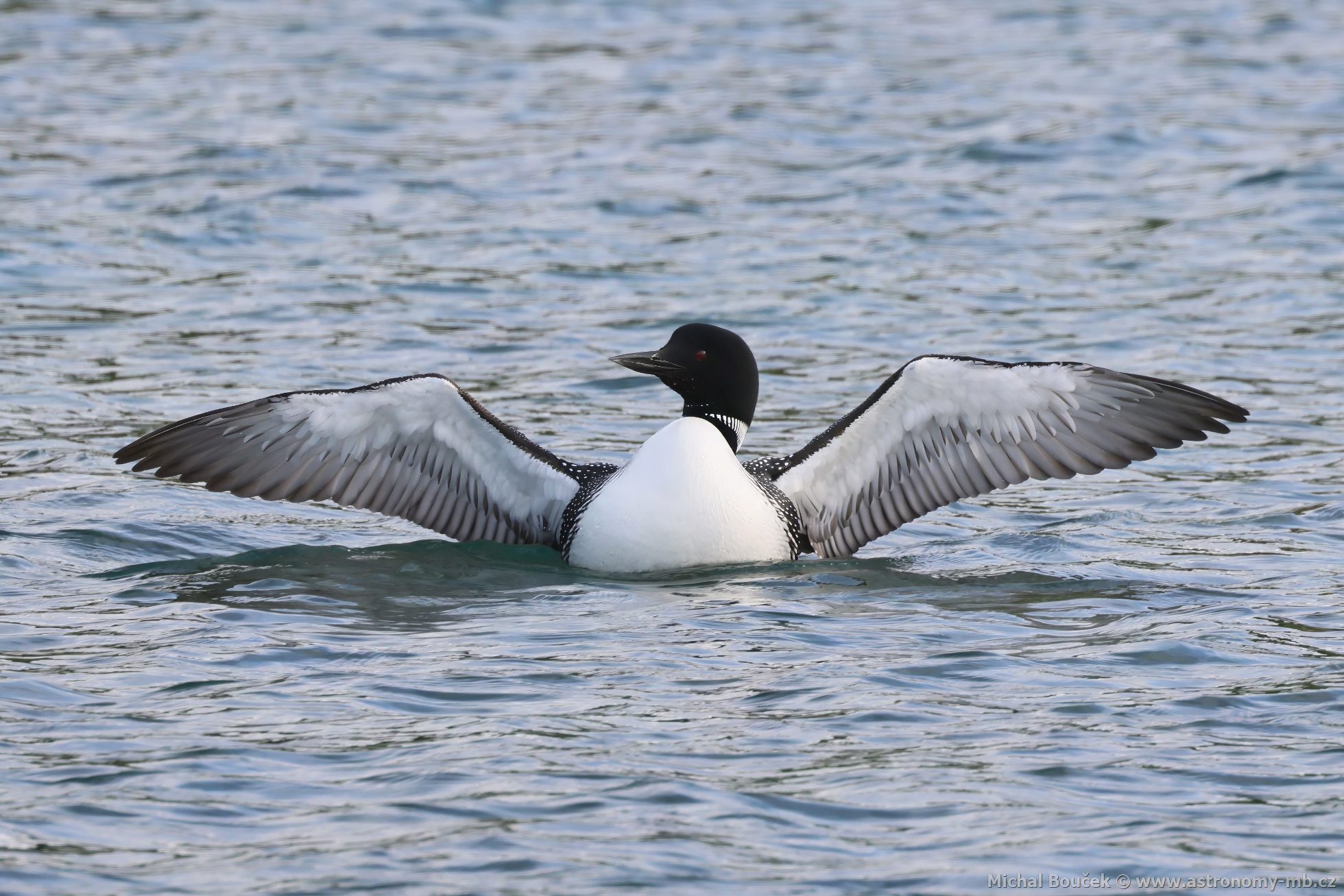 Potáplice severní (Gavia arctica)