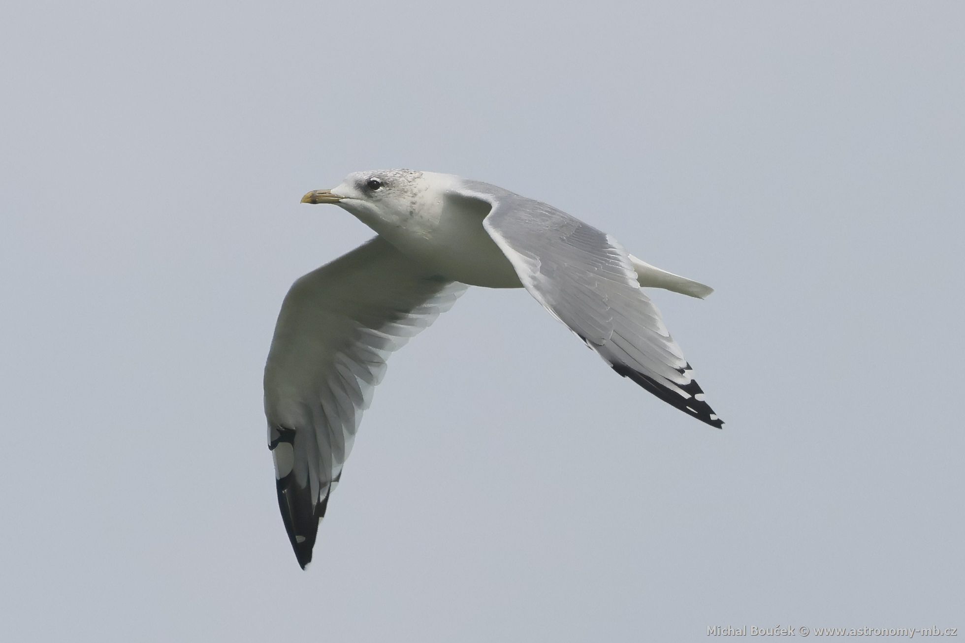 Racek bouøní (Larus canus) Racek bouøní (Larus canus)