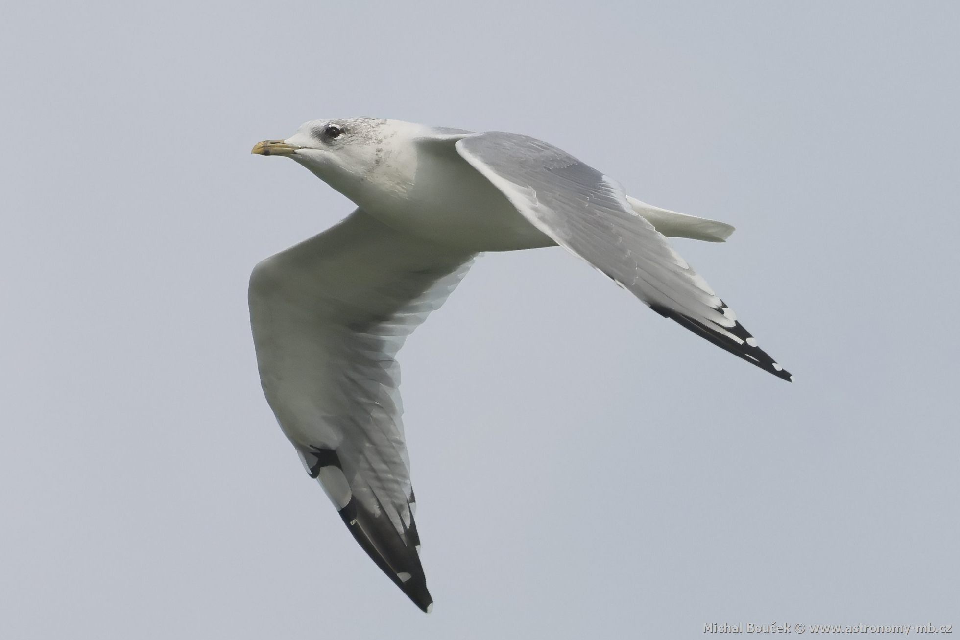 Racek bouøní (Larus canus) Racek bouøní (Larus canus)