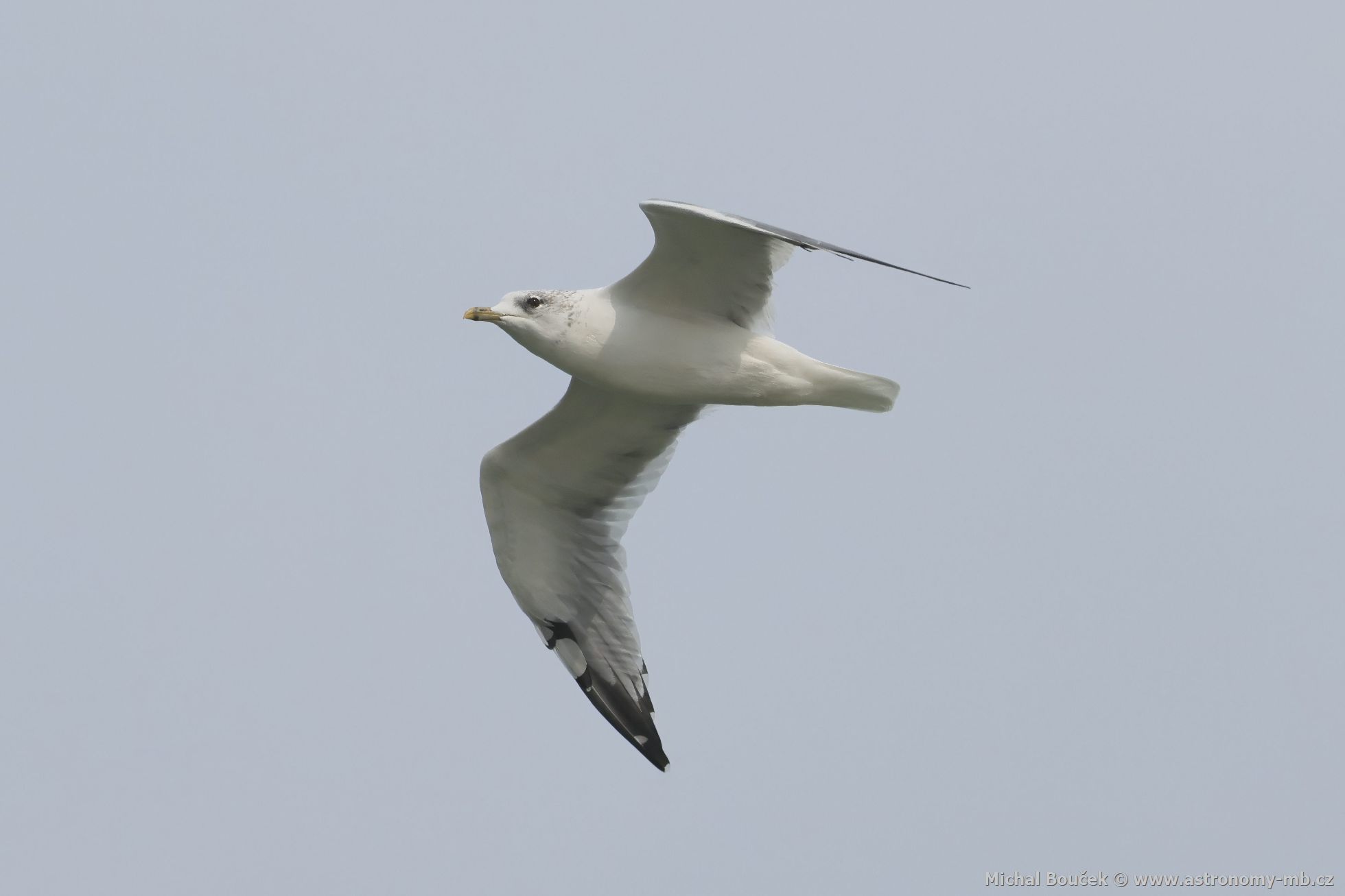 Racek bouøní (Larus canus) Racek bouøní (Larus canus)