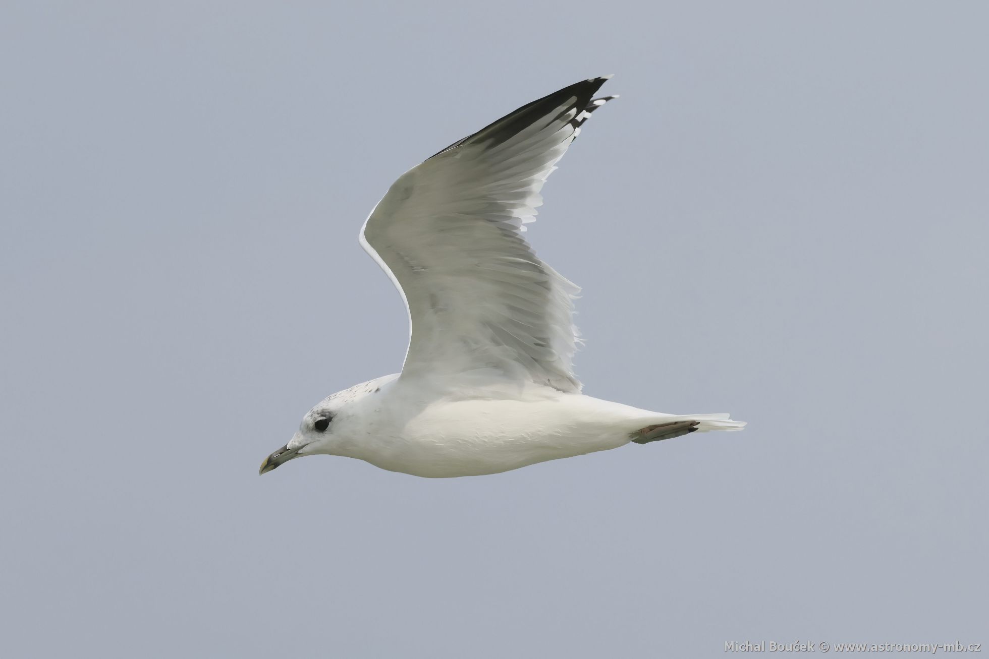Racek bouøní (Larus canus) Racek bouøní (Larus canus)