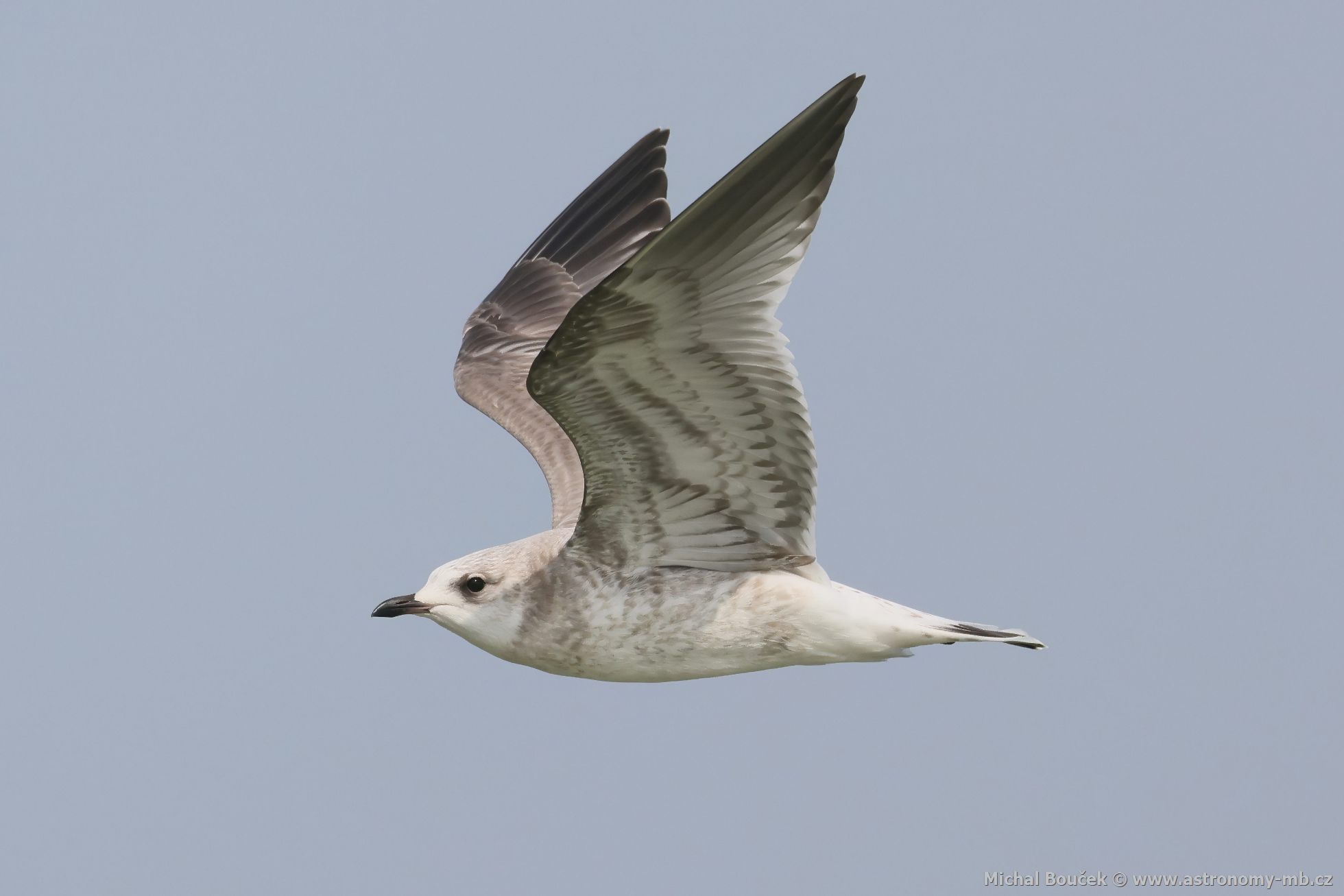 Racek bouøní (Larus canus) Racek bouøní (Larus canus)