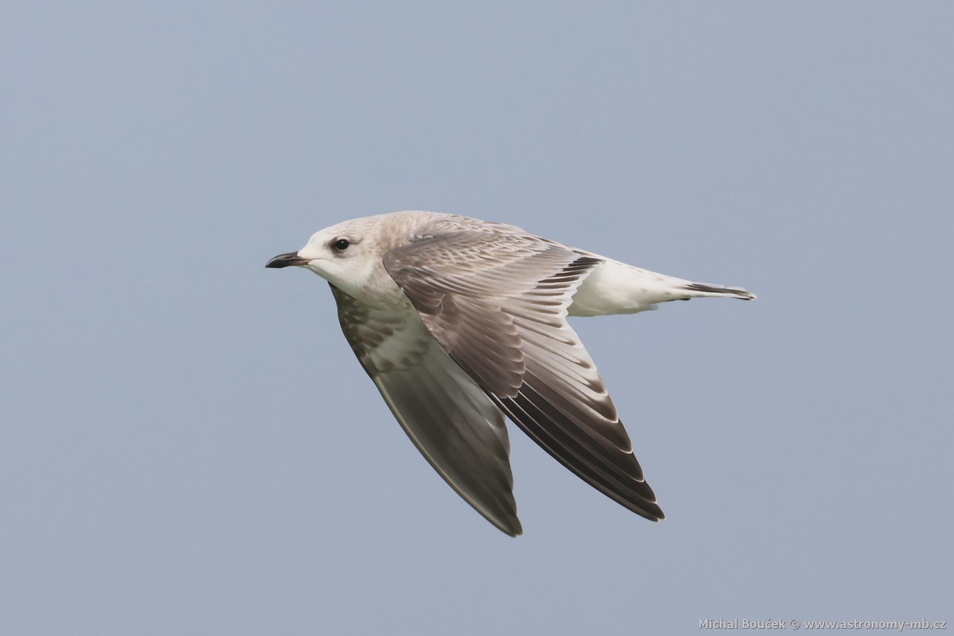 Racek bouøní (Larus canus) Racek bouøní (Larus canus)