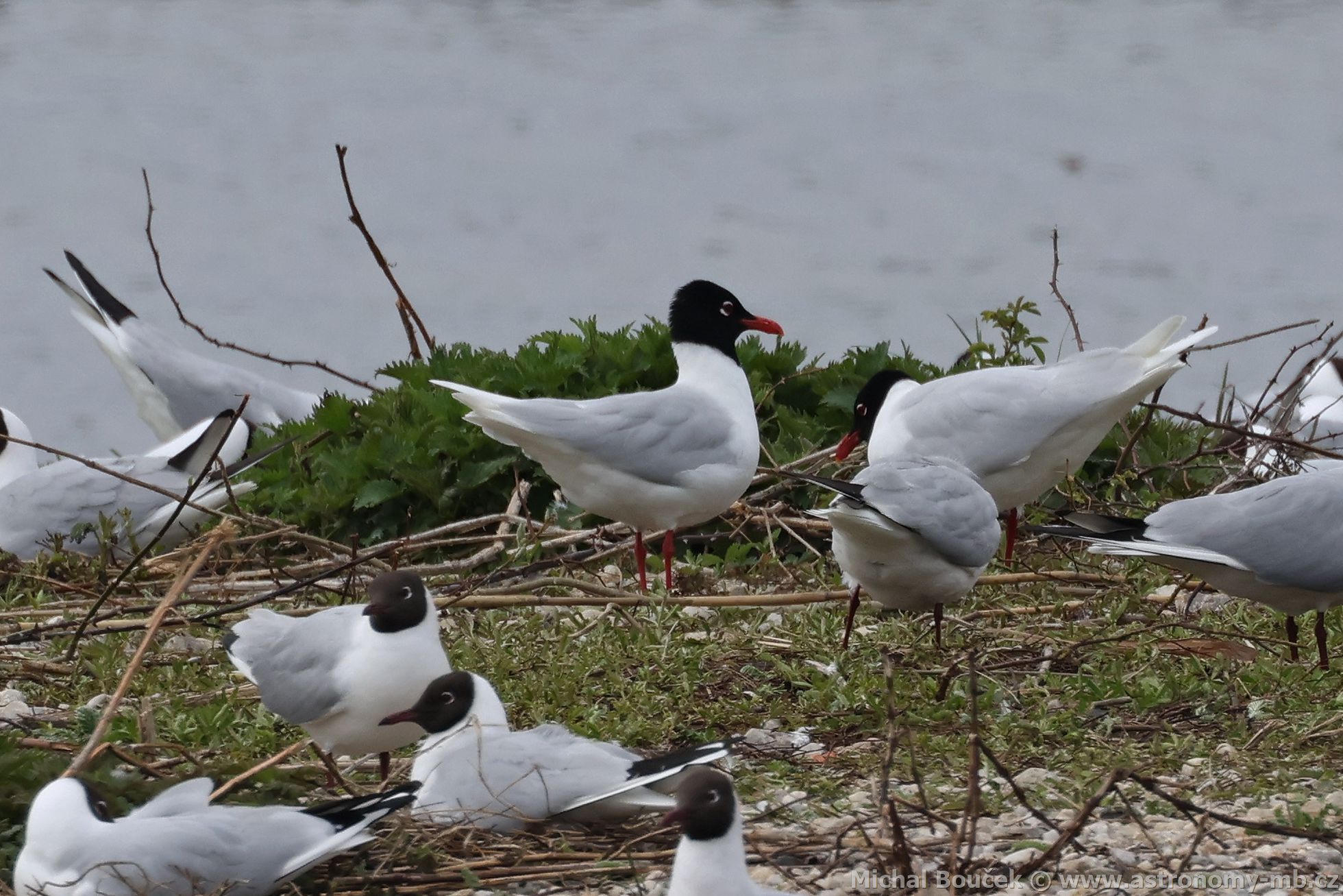 Racek černohlavý (Larus melanocephalus) Racek černohlavý (Larus melanocephalus)