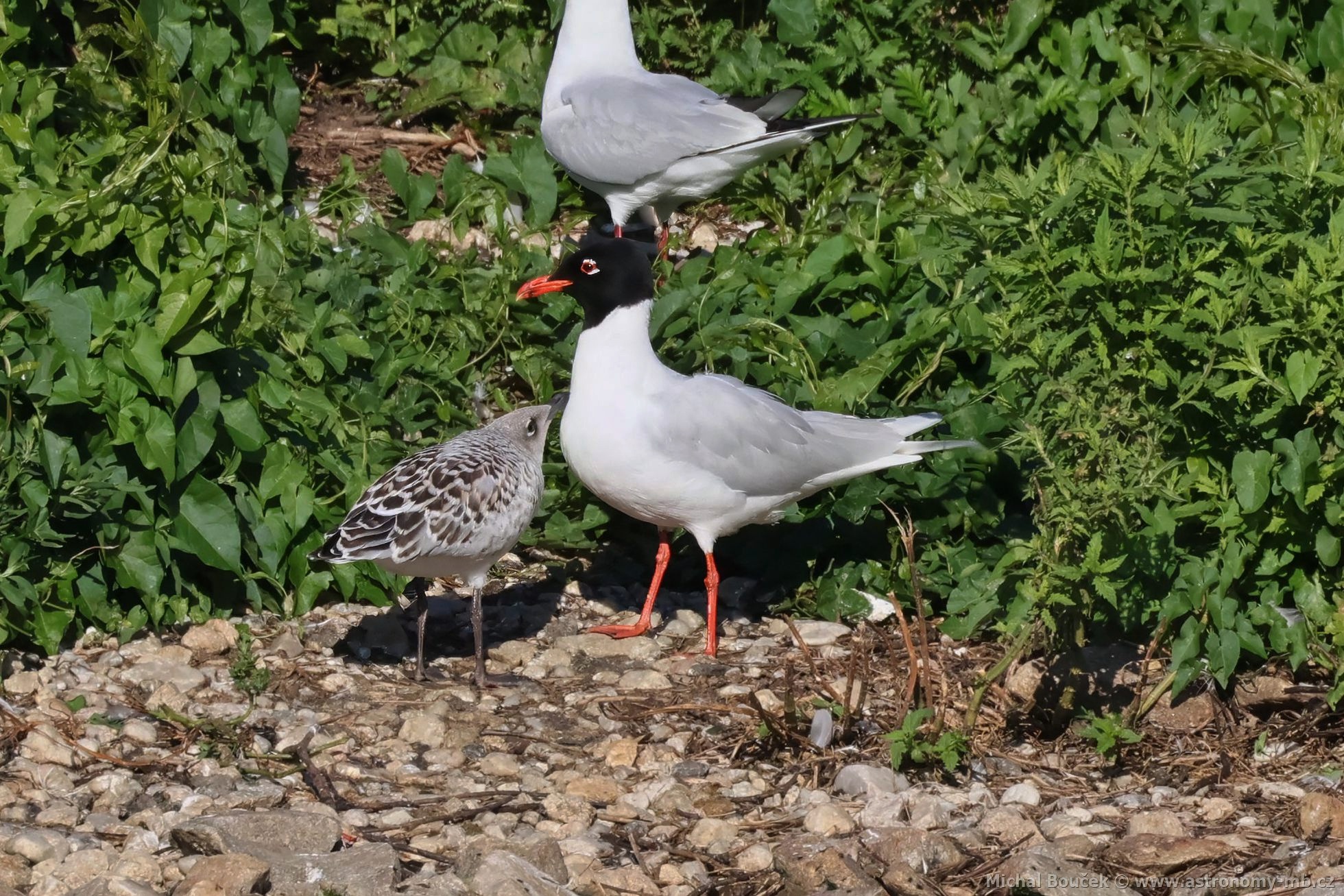 Racek černohlavý (Larus melanocephalus) Racek černohlavý (Larus melanocephalus)