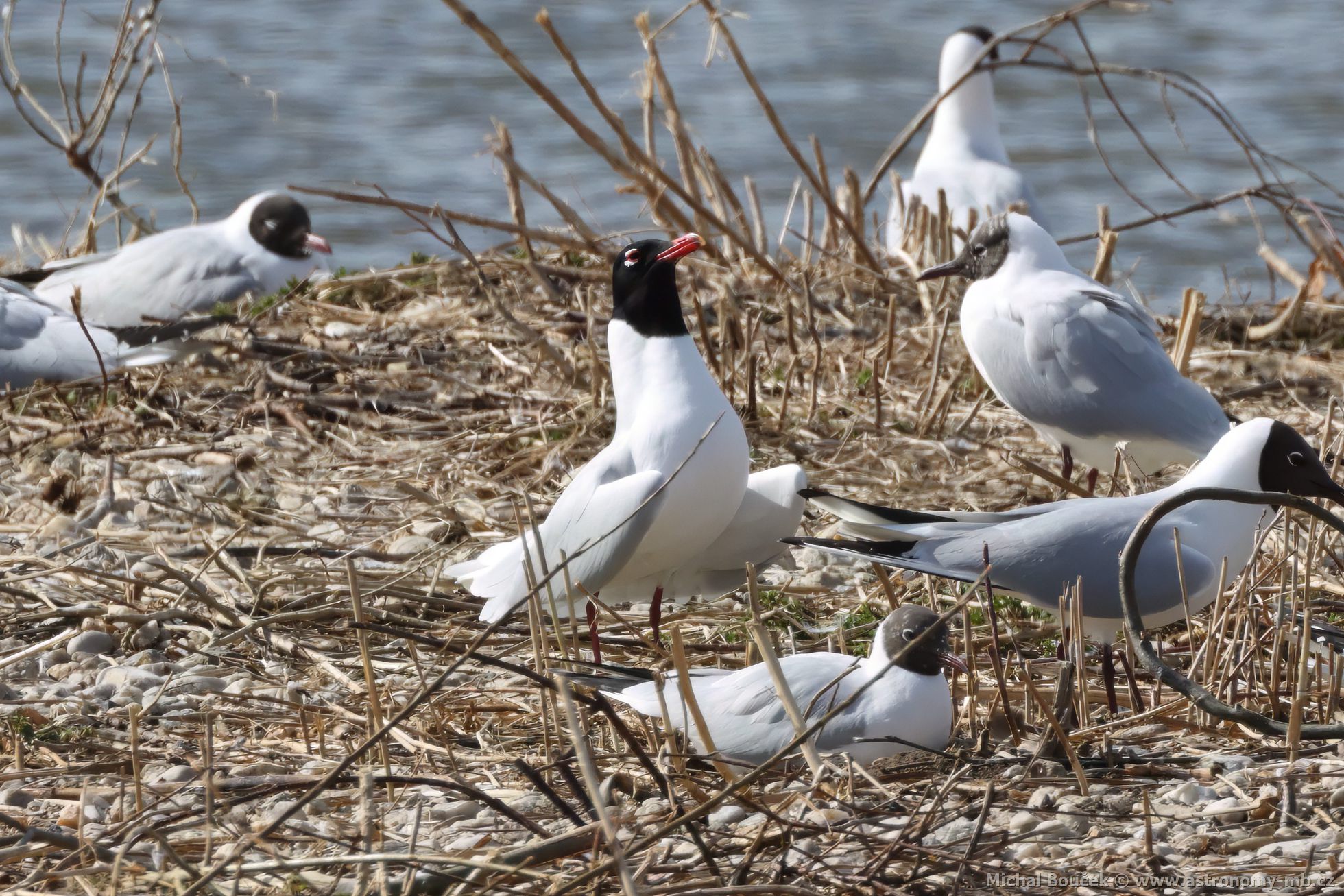 Racek černohlavý (Larus melanocephalus) Racek černohlavý (Larus melanocephalus)