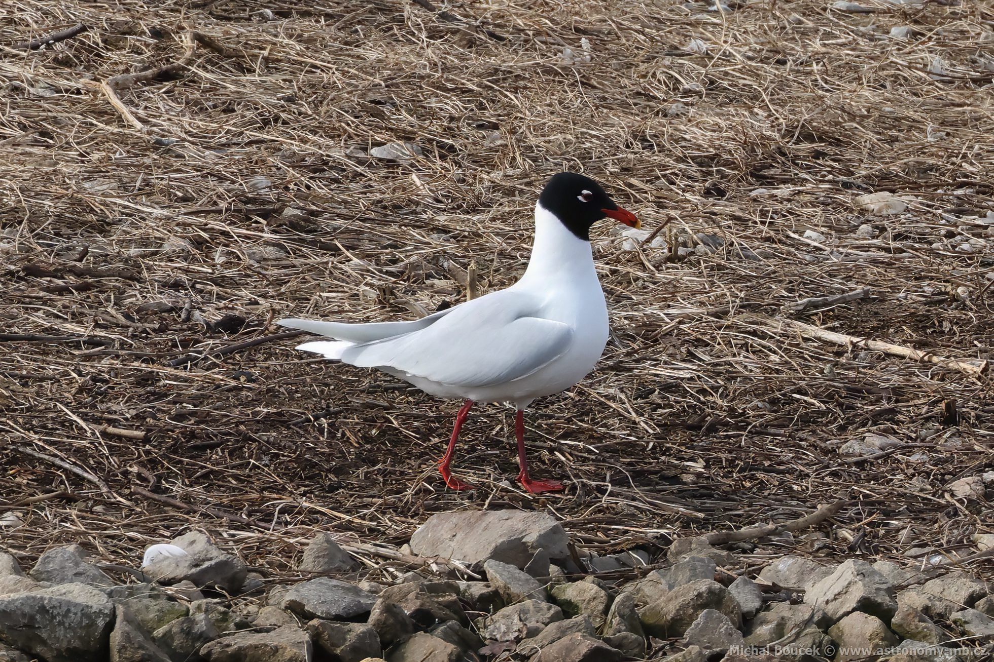 Racek černohlavý (Larus melanocephalus) Racek černohlavý (Larus melanocephalus)