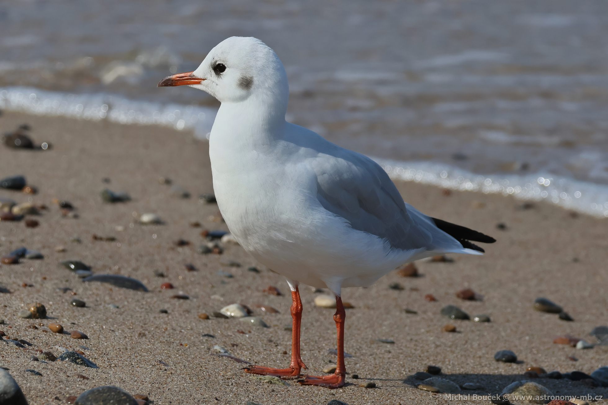 Racek chechtavý (Larus ridibundus)