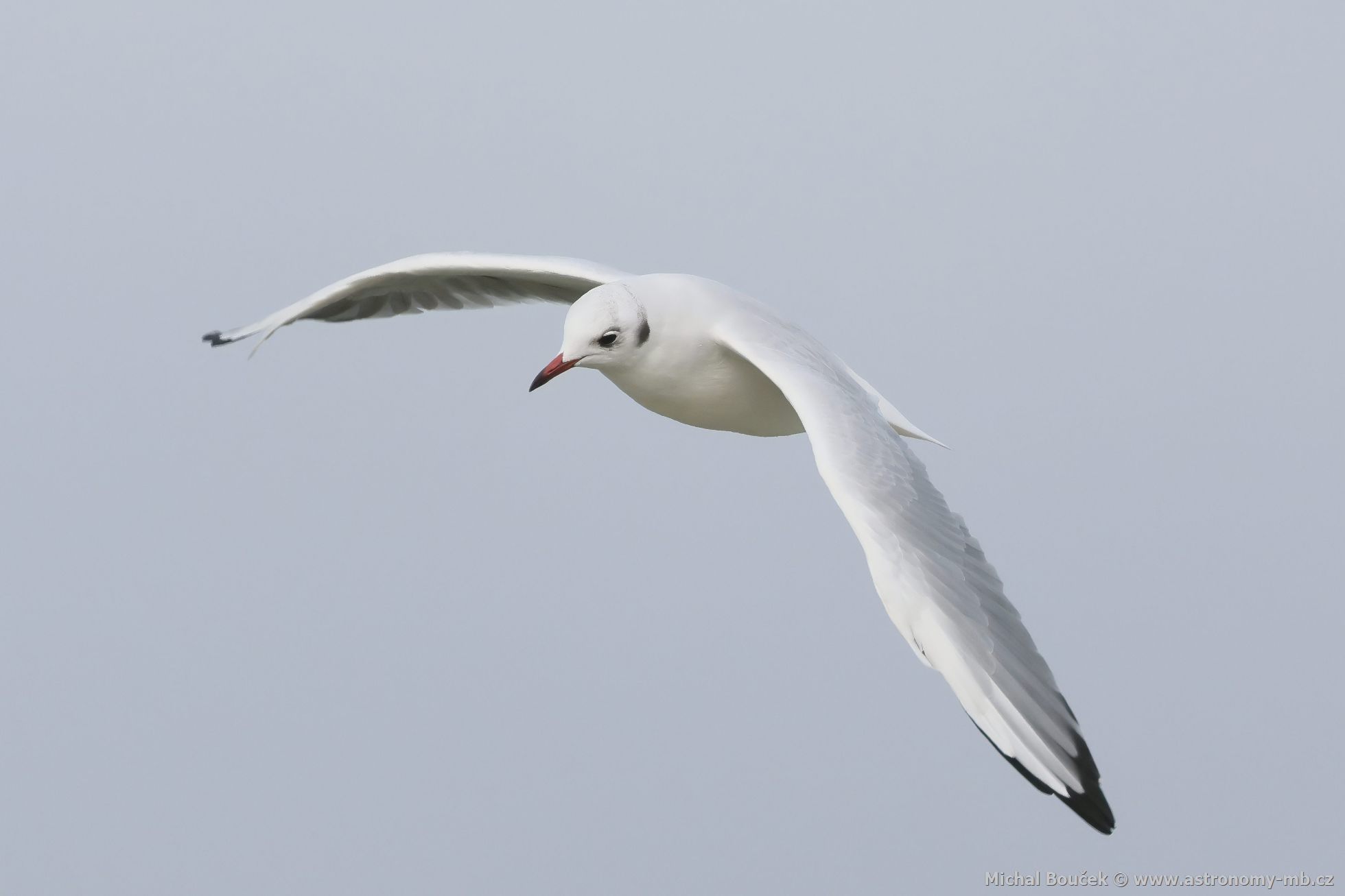 Racek chechtavý (Larus ridibundus)