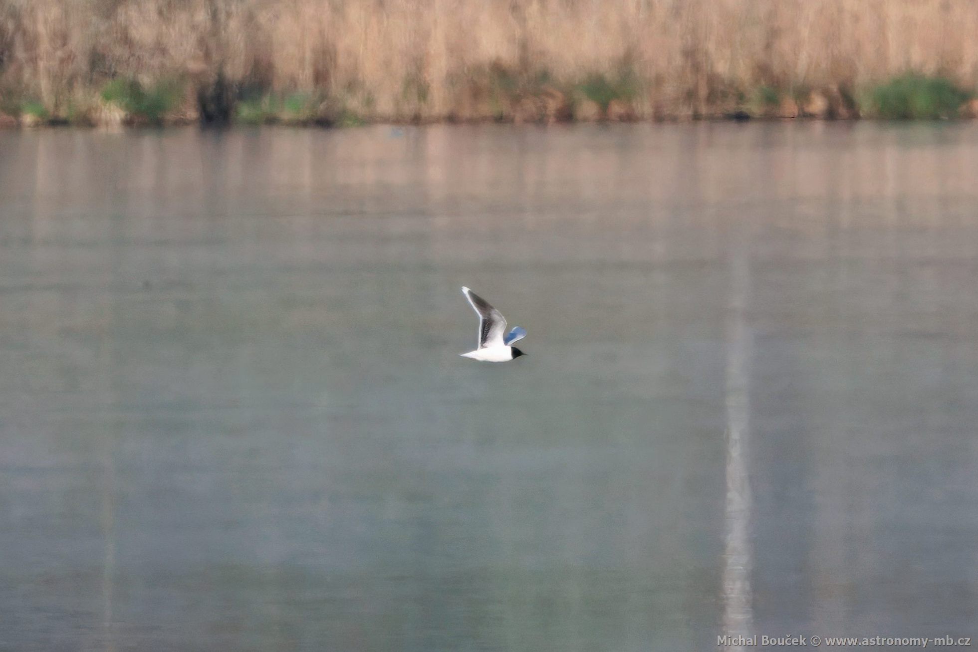 Racek malý (Hydrocoloeus minutus)