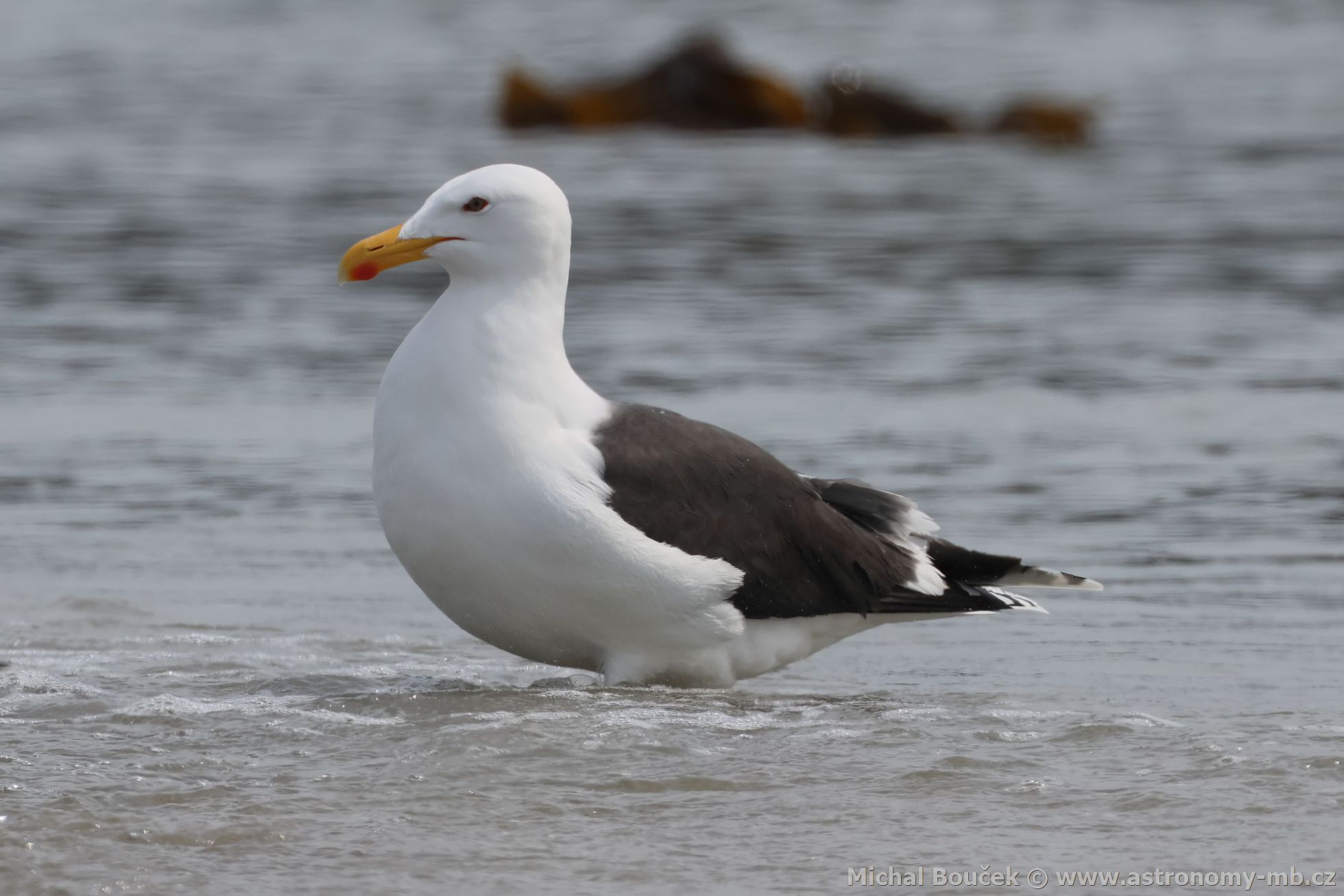Racek moský (Larus marinus)