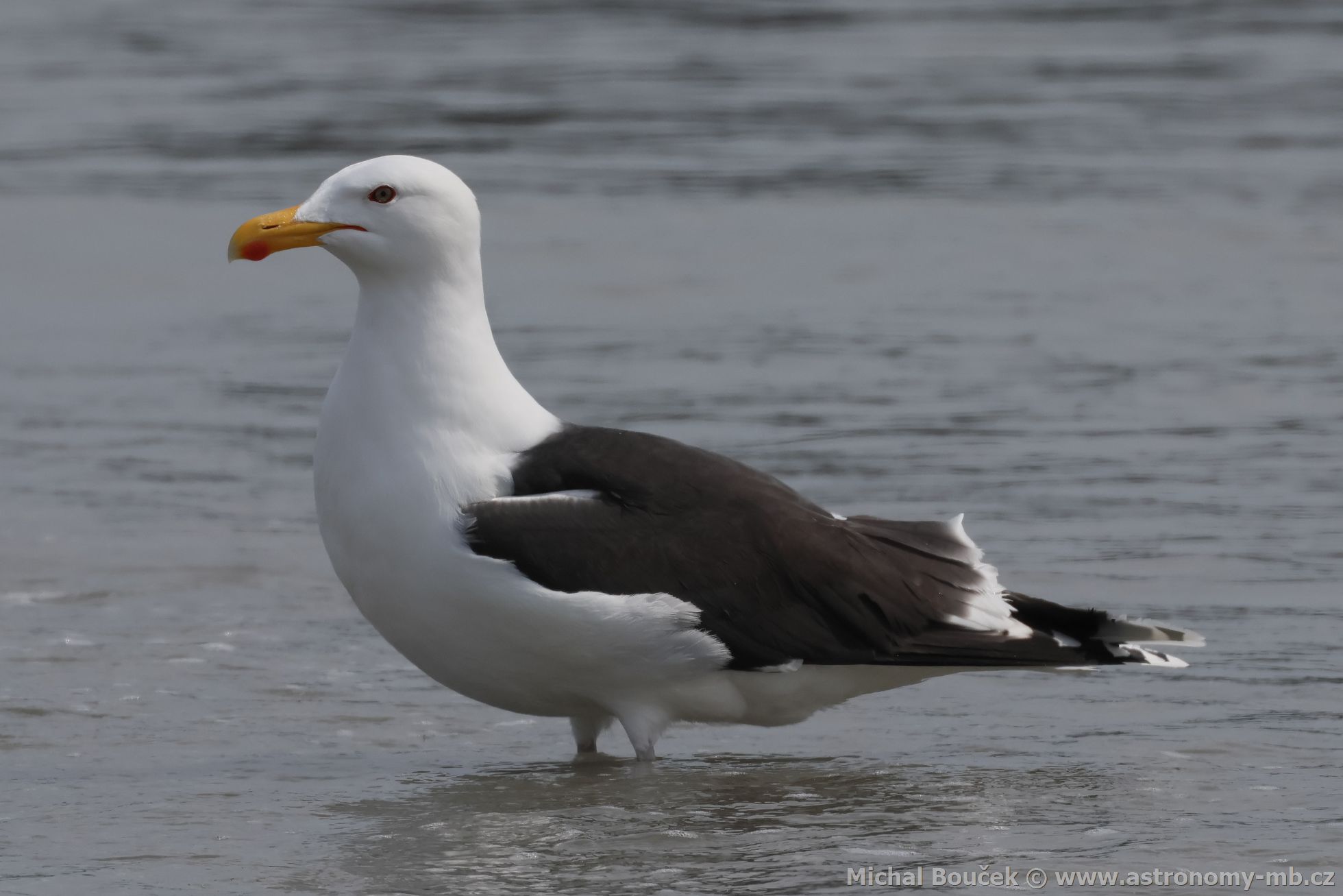 Racek moský (Larus marinus)