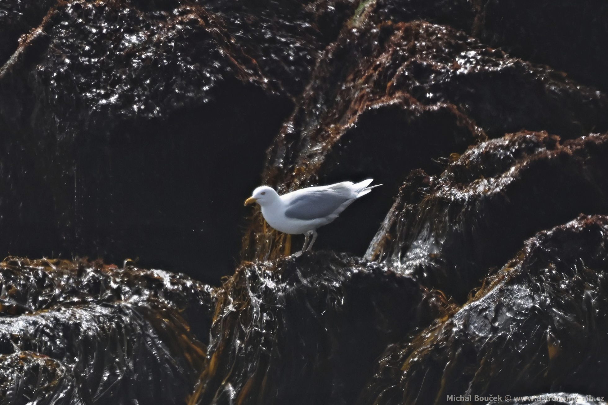 Racek šedý (Larus hyperboreus)