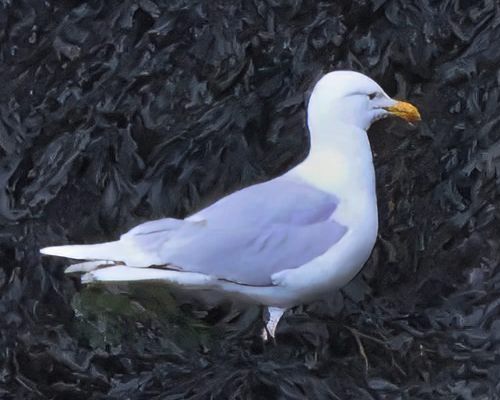 Racek šedý (Larus hyperboreus)