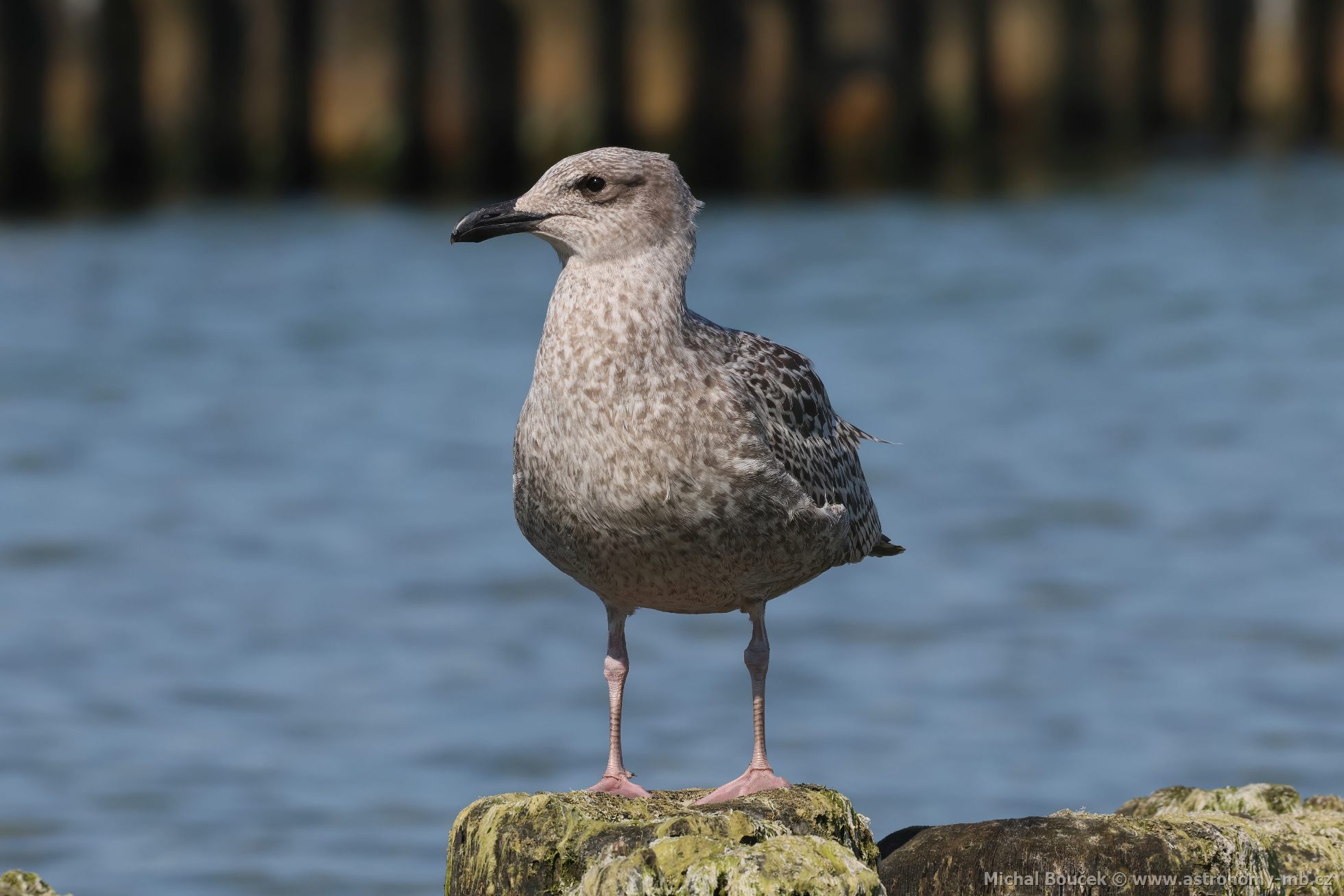 Racek stříbřitý (Larus argentatus) Racek stříbřitý (Larus argentatus)