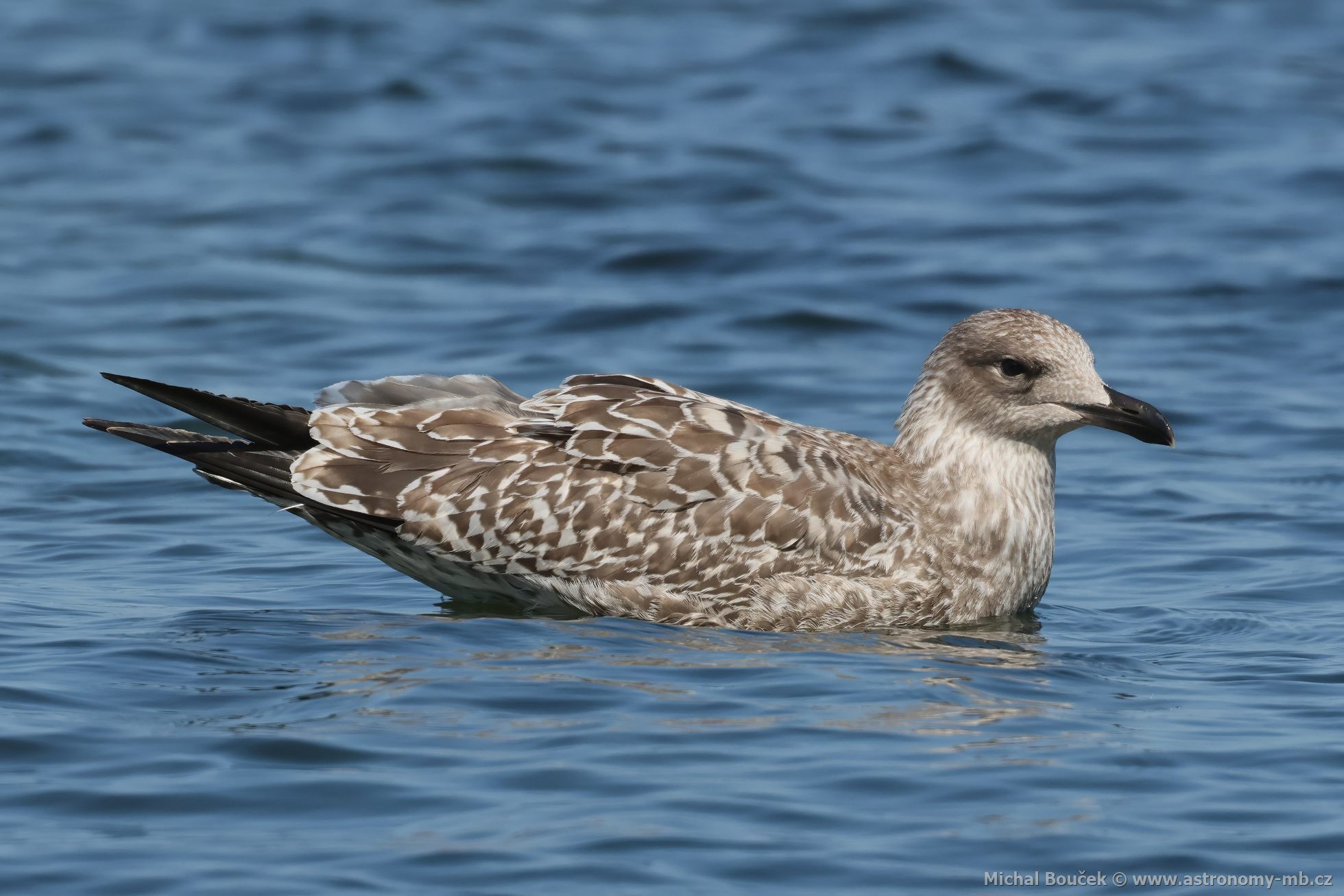Racek stříbřitý (Larus argentatus) Racek stříbřitý (Larus argentatus)