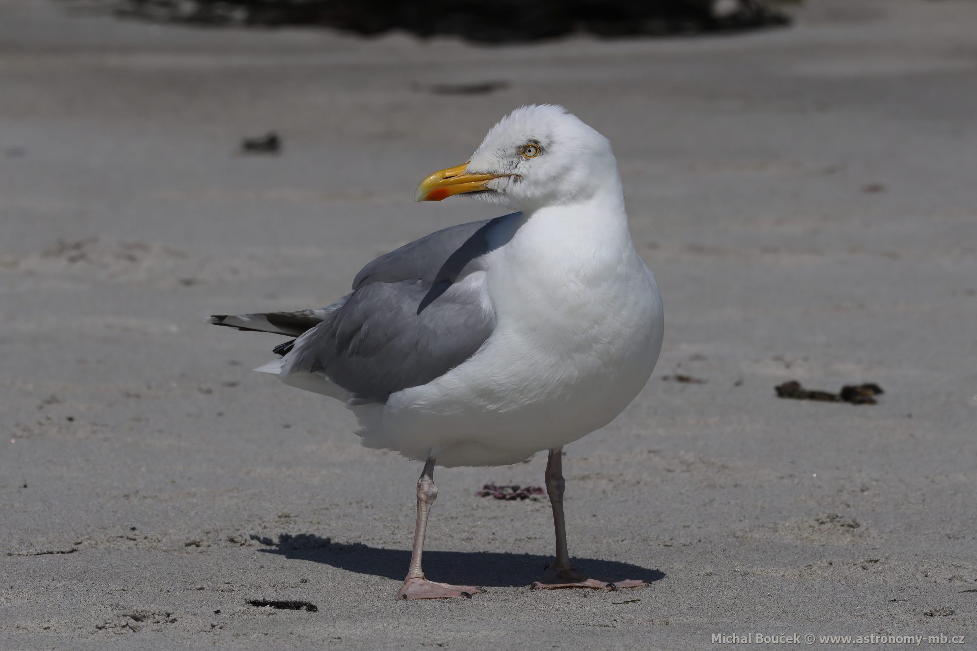 Racek stříbřitý (Larus argentatus) Racek stříbřitý (Larus argentatus)