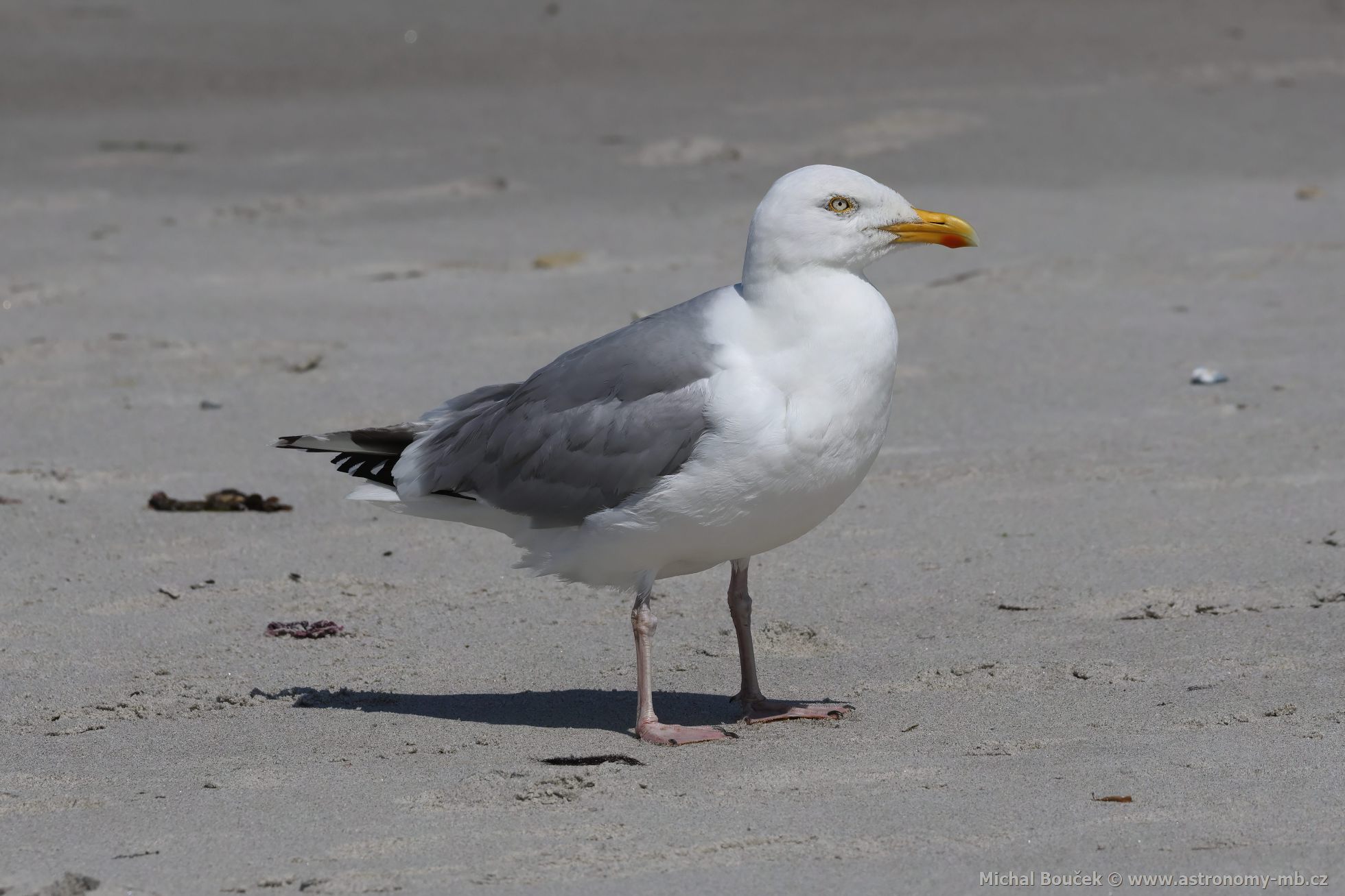 Racek stříbřitý (Larus argentatus) Racek stříbřitý (Larus argentatus)