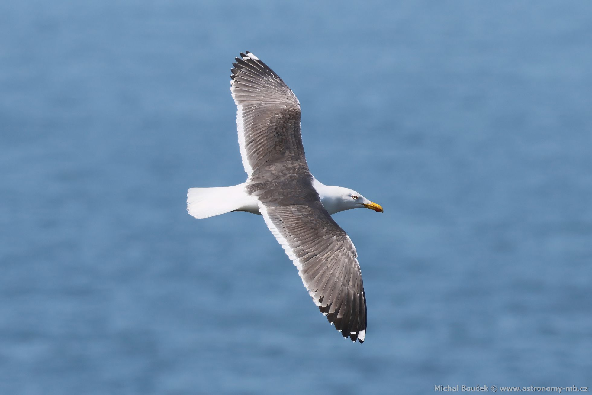 Racek lutonohý (Larus fuscus)