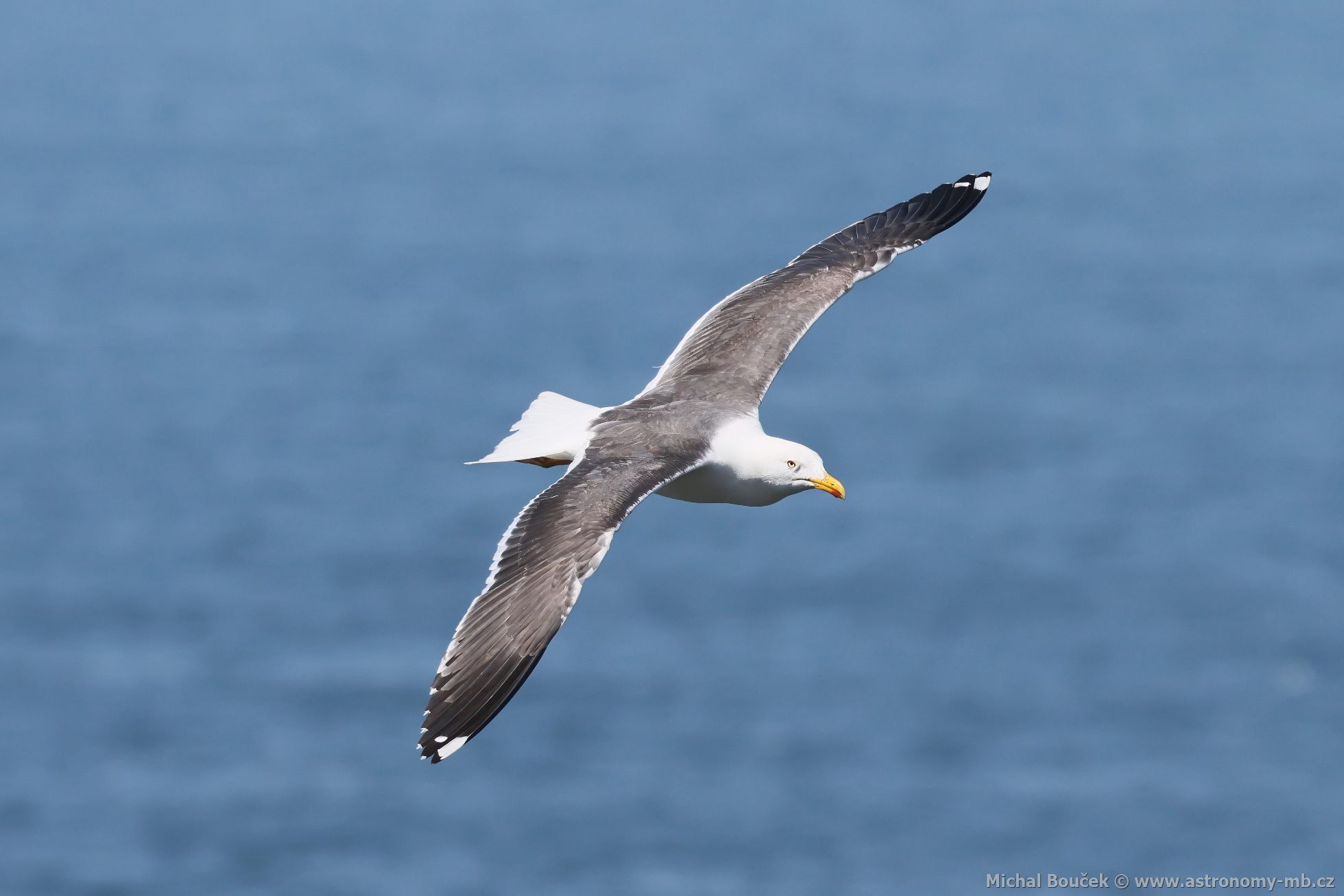 Racek lutonohý (Larus fuscus)