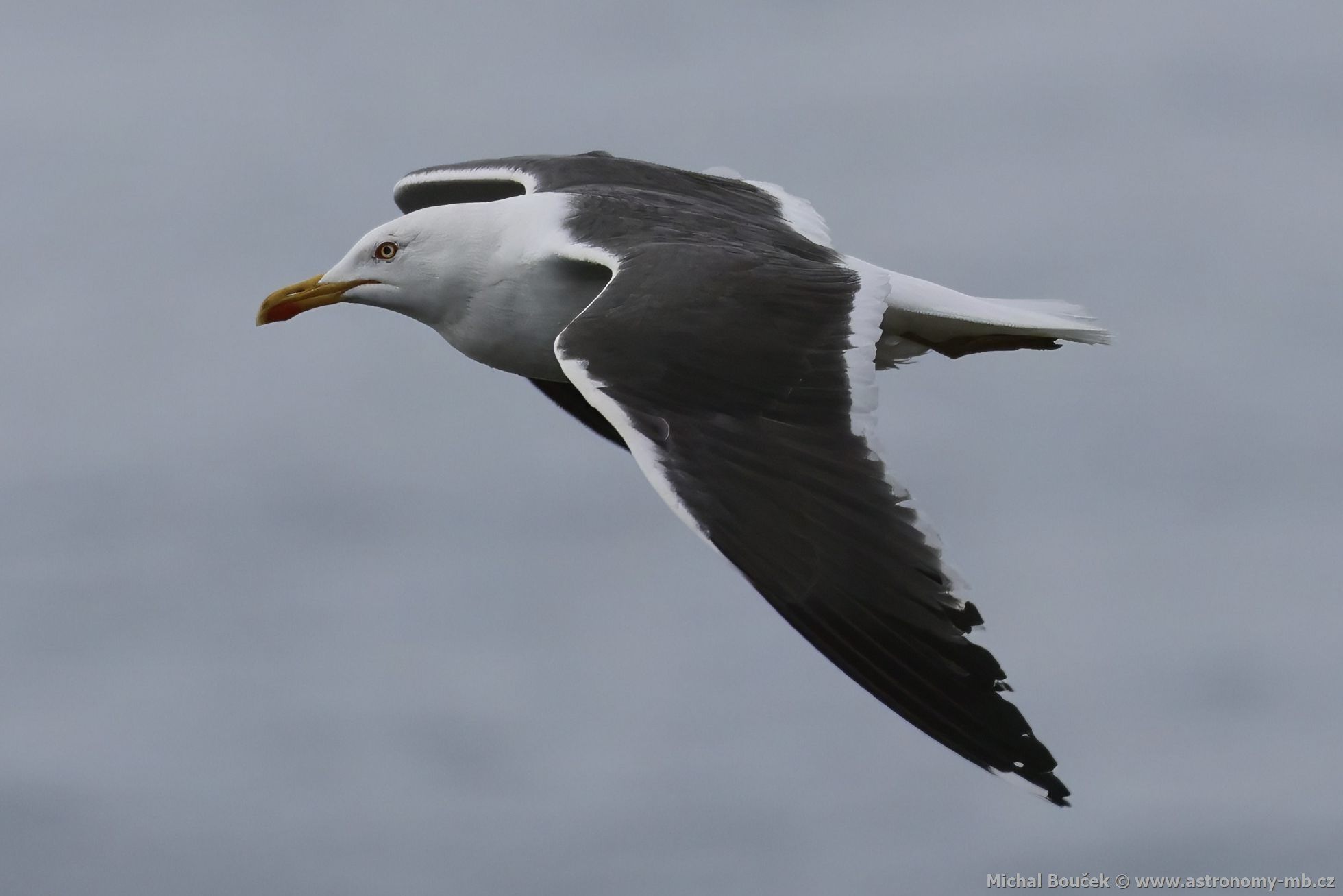 Racek lutonohý (Larus fuscus)