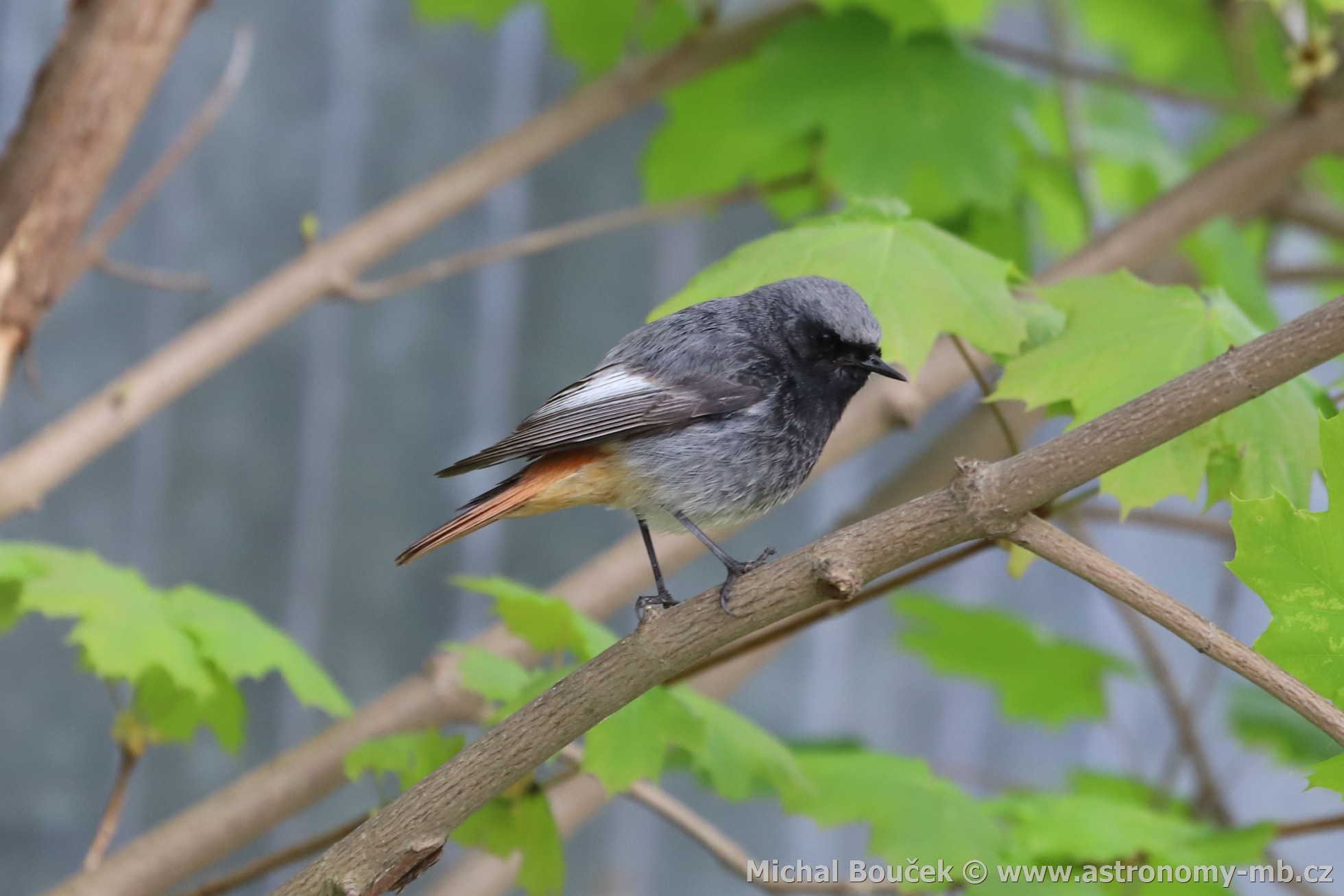 Rehek domácí (Phoenicurus ochruros)