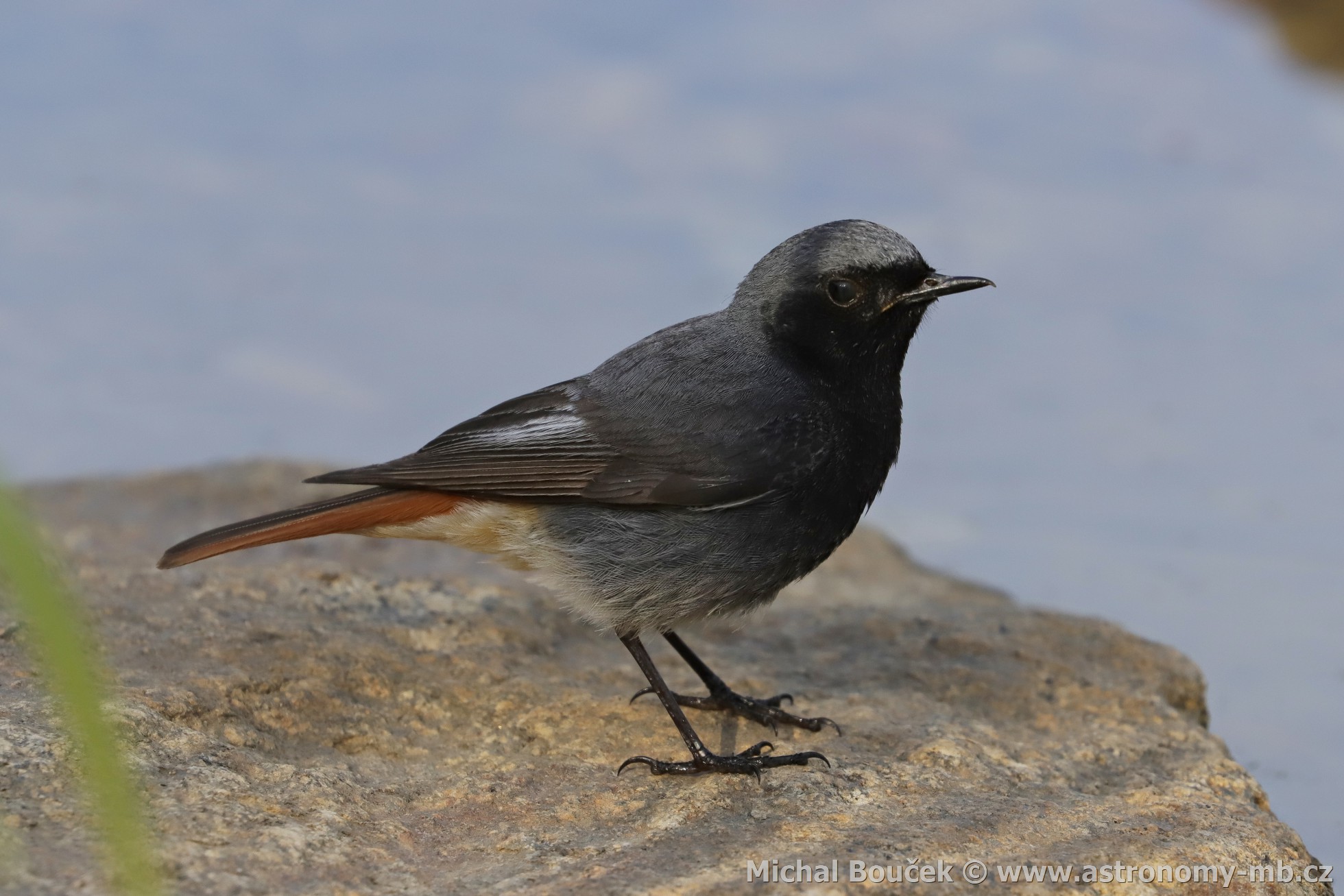 Rehek domácí (Phoenicurus ochruros)