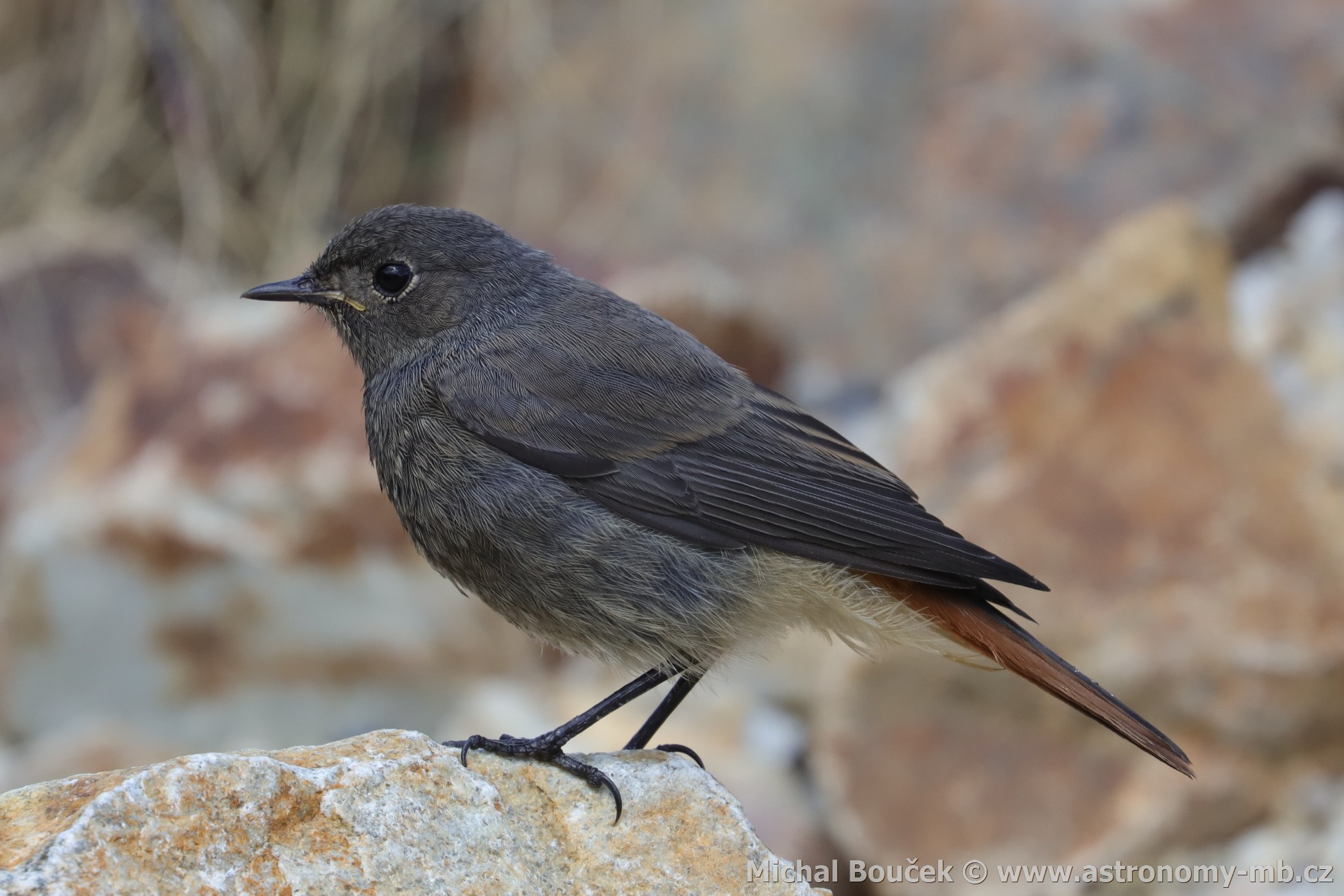 Rehek domácí (Phoenicurus ochruros)