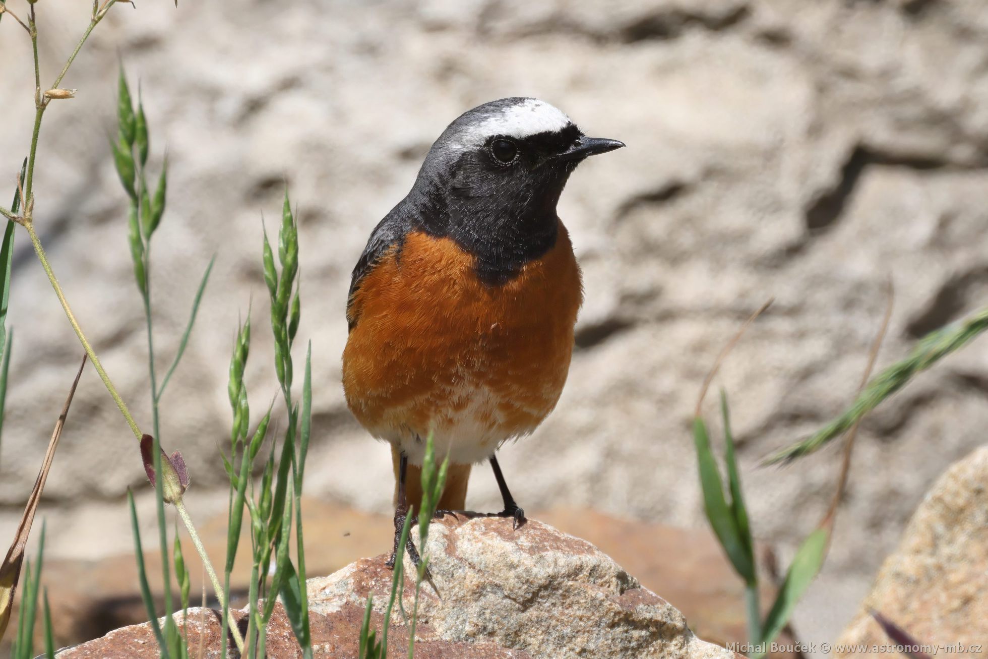 Rehek zahradní (Phoenicurus phoenicurus)