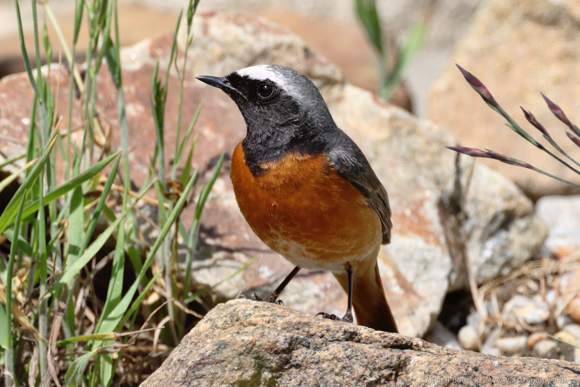 Rehek zahradní (Phoenicurus phoenicurus)