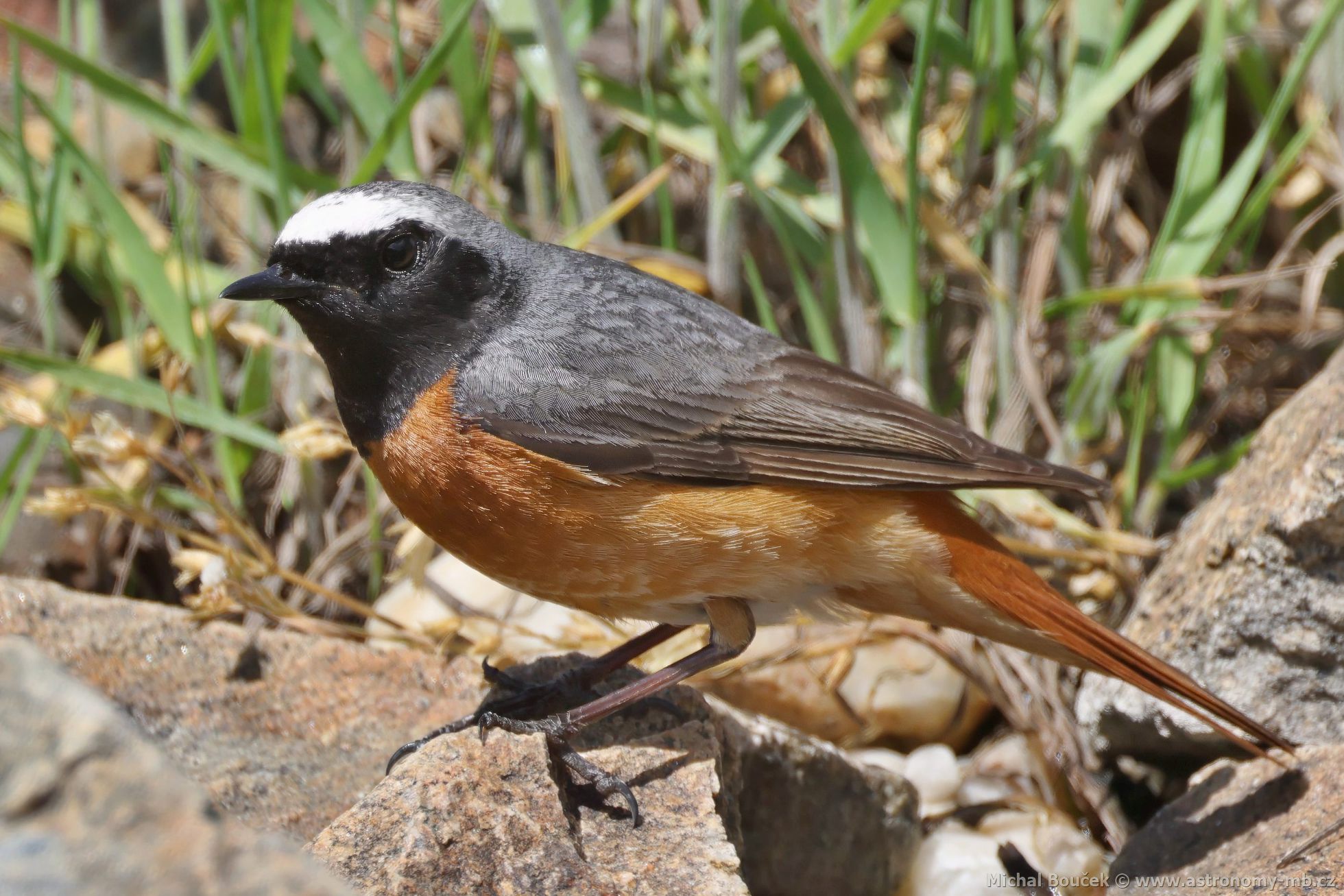 Rehek zahradní (Phoenicurus phoenicurus)