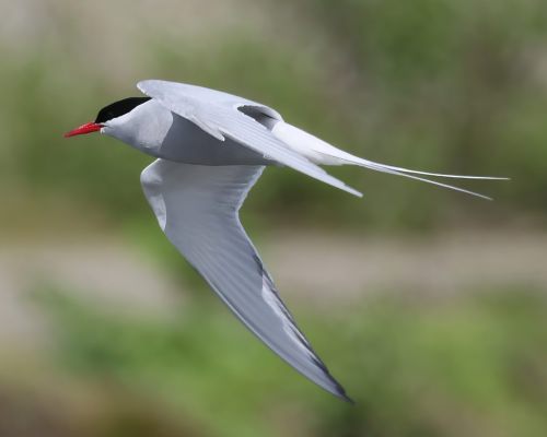 Rybák dlouhoocasý (Sterna paradisaea)