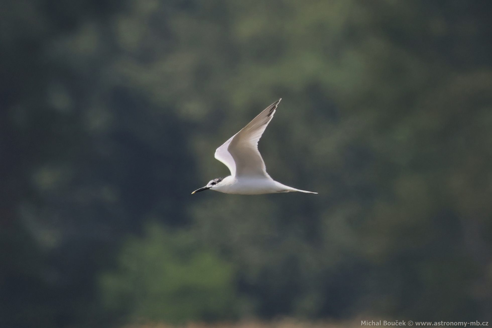 Rybák severní (Thalasseus sandvicensis) Rybák severní (Thalasseus sandvicensis)