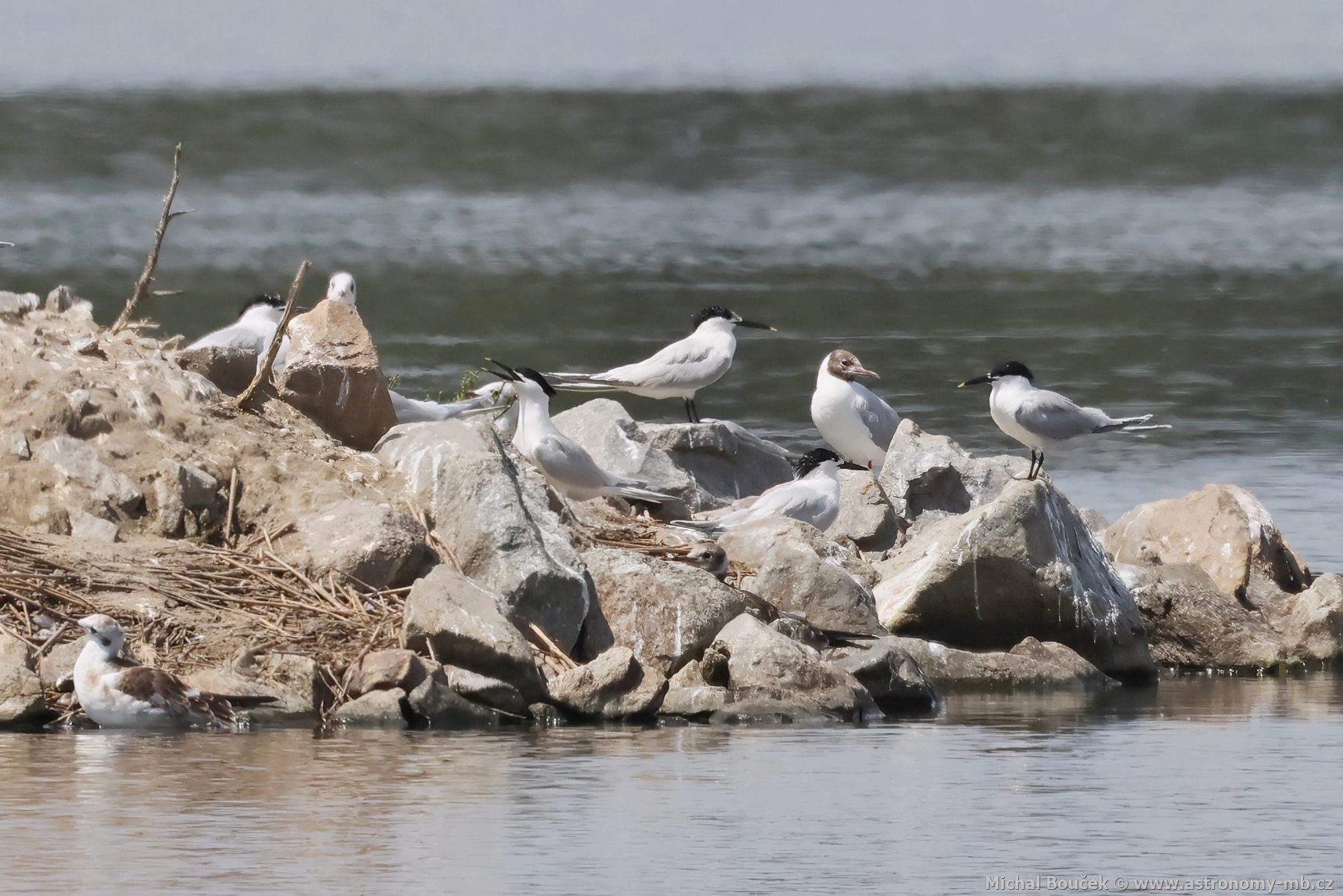 Rybák severní (Thalasseus sandvicensis) Rybák severní (Thalasseus sandvicensis)
