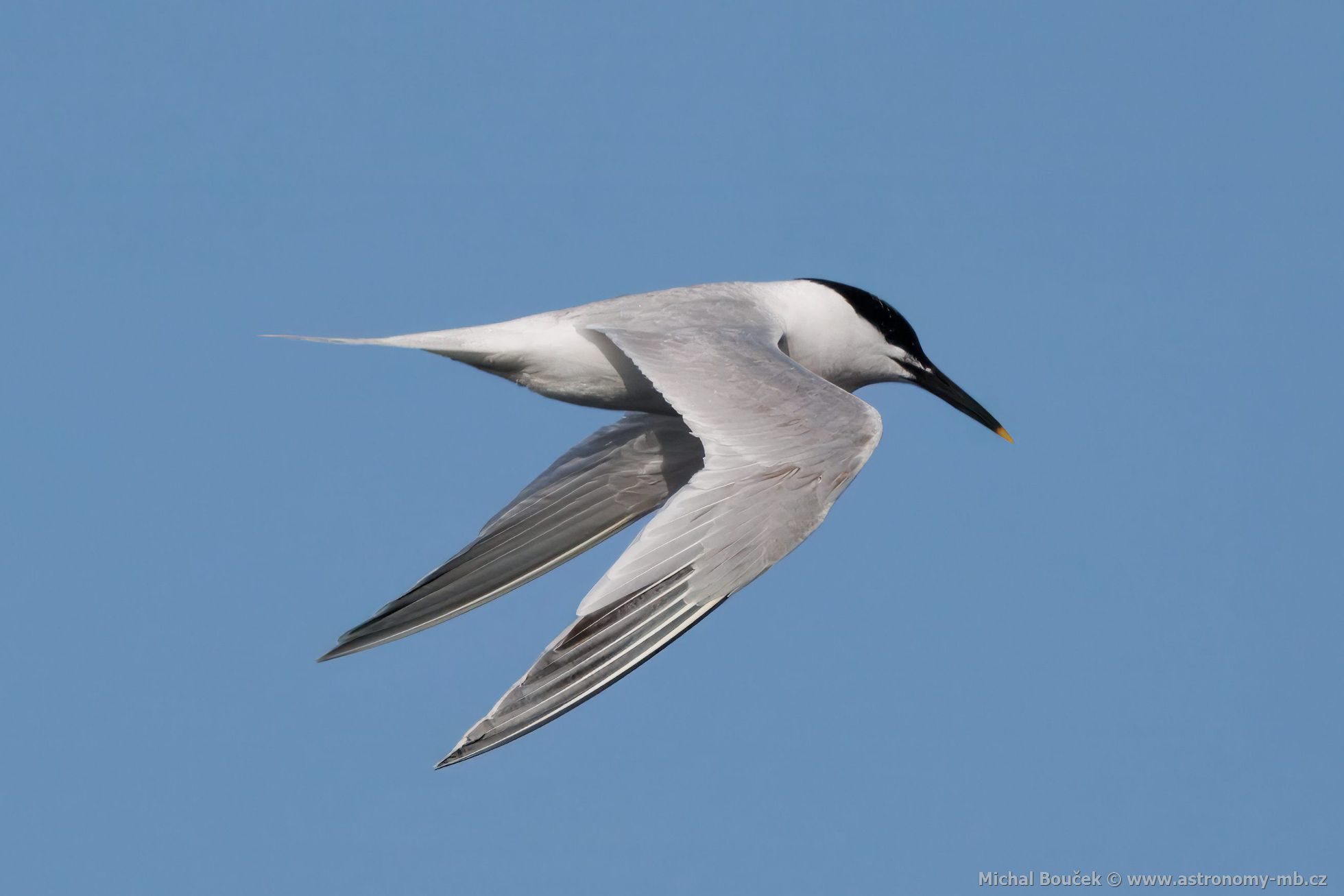 Rybák severní (Thalasseus sandvicensis) Rybák severní (Thalasseus sandvicensis)