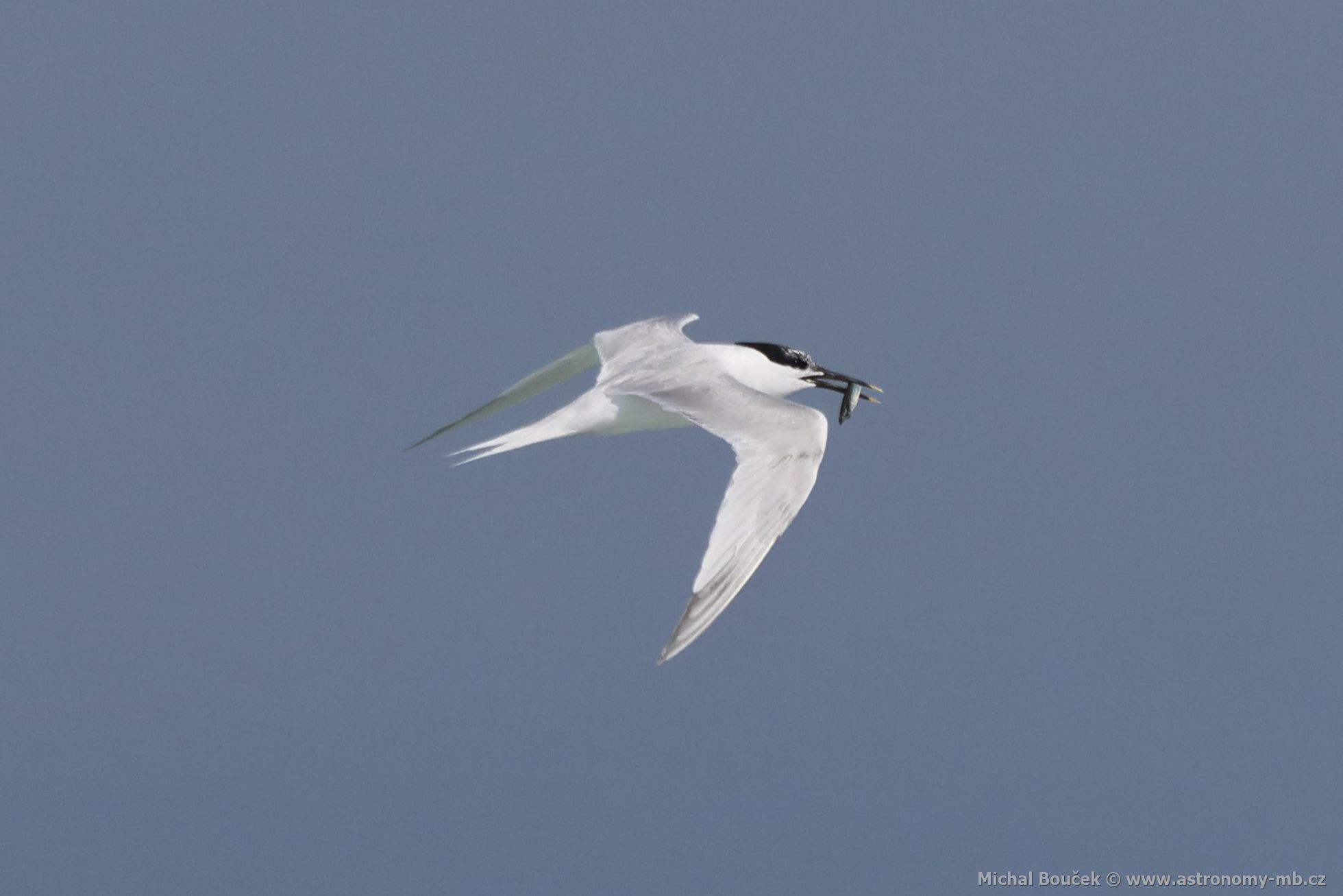 Rybák severní (Thalasseus sandvicensis) Rybák severní (Thalasseus sandvicensis)