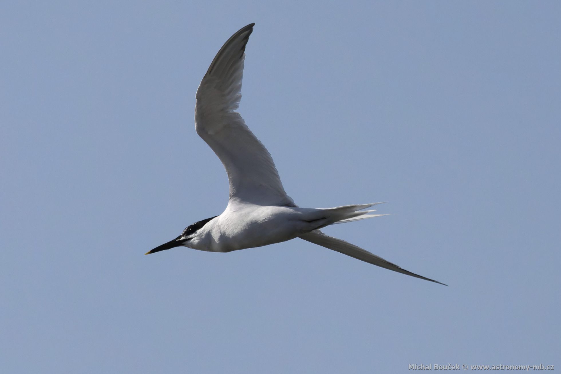 Rybák severní (Thalasseus sandvicensis) Rybák severní (Thalasseus sandvicensis)