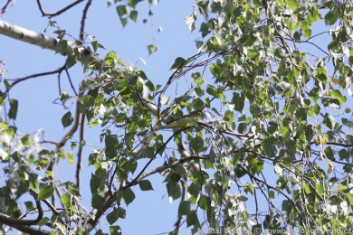Sedmihl&aacute;sek hajn&iacute; (Hippolais icterina)