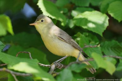 Sedmihl&aacute;sek hajn&iacute; (Hippolais icterina)